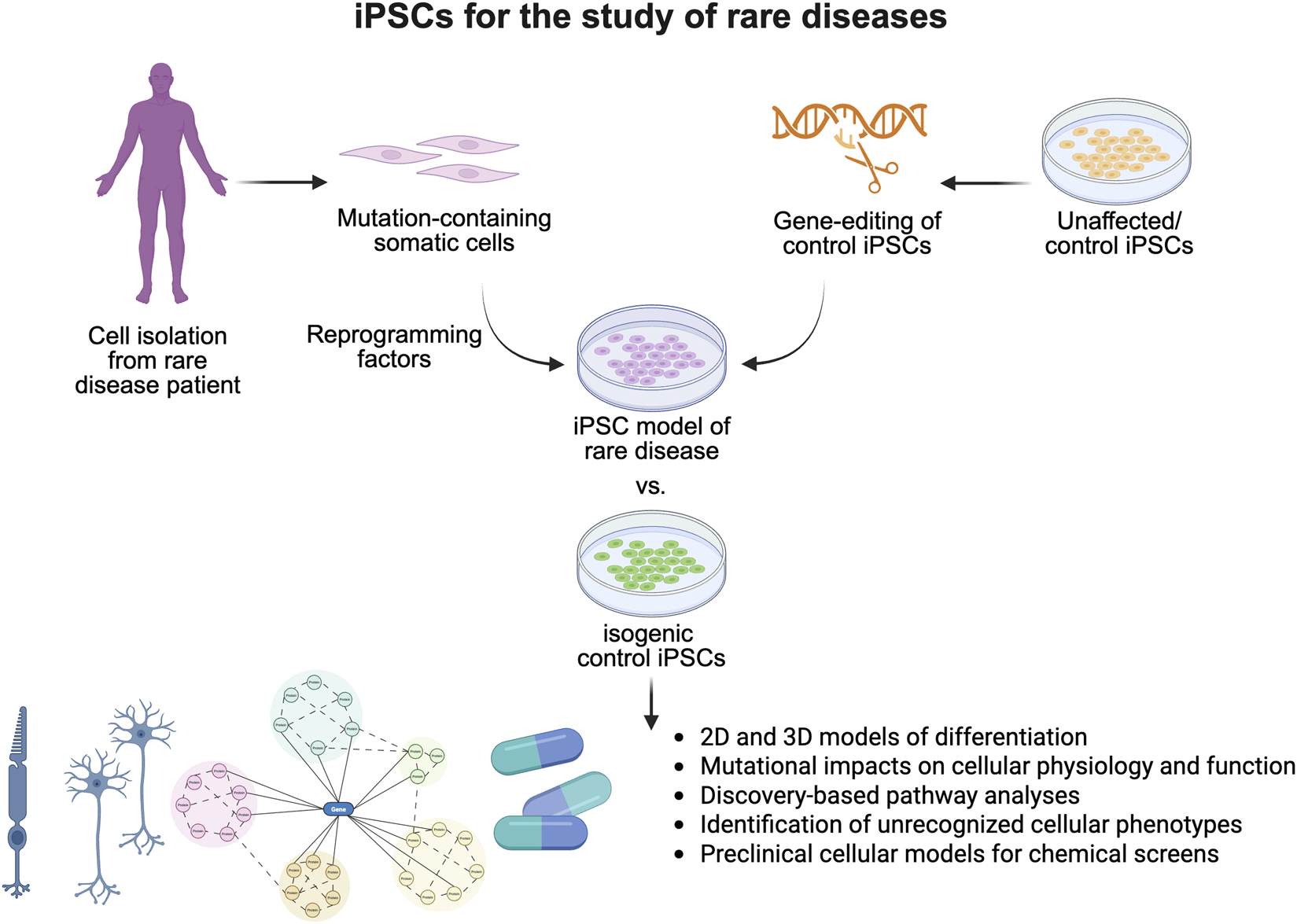 Diagram showing the use of induced pluripotent stem cells (iPSCs) for studying rare diseases. Somatic cells isolated from patients can be reprogrammed to generate iPSC models. Additionally, gene editing approaches enable the introduction of specific mutations into unaffected control iPSCs to generate disease models, or the correction of disease-causing mutations in patient iPSCs, thereby producing isogenic control lines. These iPSCs enable the development of 2D and 3D models, facilitating the study of mutation-specific effects, pathway analyses, and disease-relevant cellular phenotypes, as well as the establishment of preclinical cellular models for drug screening.