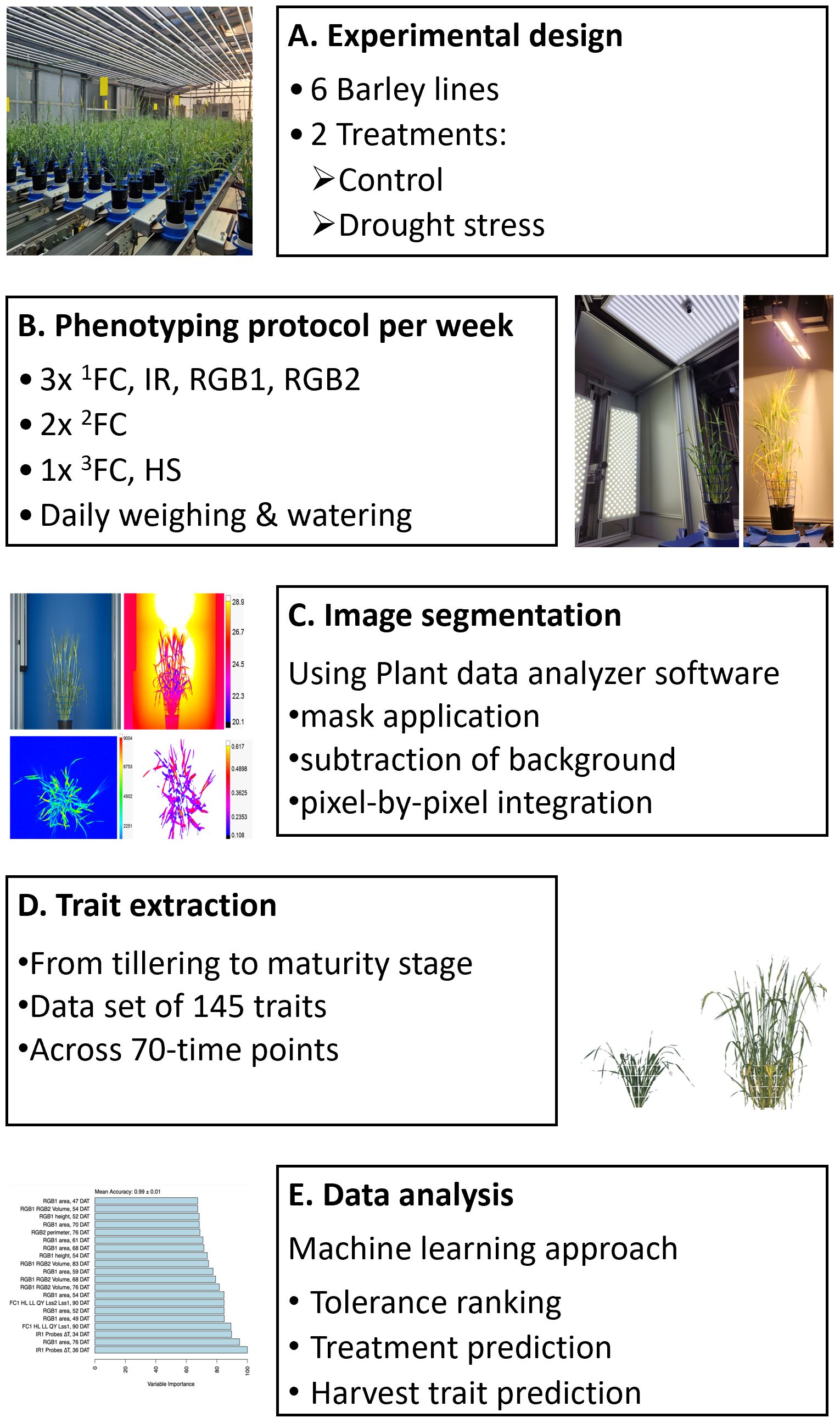 Barley phenotyping workflow diagram. A: Experimental design includes six barley lines with control and drought stress treatments. B: Weekly phenotyping involves various imaging techniques, daily weighing, and watering. C: Image segmentation utilizes software for masking and background subtraction. D: Trait extraction covers tillering to maturity across 70 time points, analyzing 145 traits. E: Data analysis employs machine learning for tolerance ranking, treatment prediction, and harvest trait prediction. Images depict barley plants and thermal visualization processes.