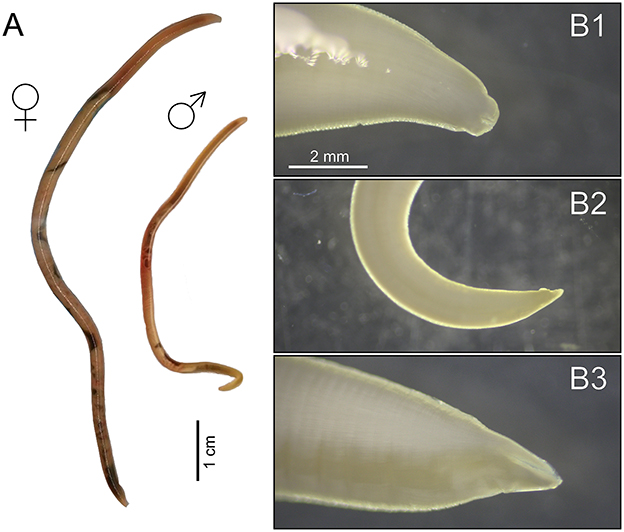 Two nematodes are shown in image A, with female (left) being larger than male (right). Three close-up images, B1 to B3, display detailed views of nematode anatomy, focusing on different physiological features. Scales are provided for size reference.