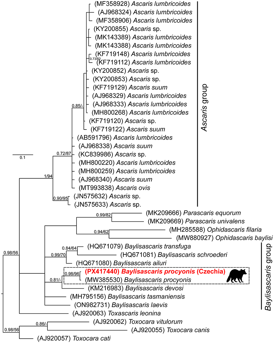Phylogenetic tree diagram showing the relationships between various species within the Ascaris group and Baylisascaris group. Several Ascaris lumbricoides and Ascaris sp. sequences are listed, alongside others like Baylisascaris procyonis and Toxocara canis. The tree includes bootstrap values and distinct group demarcations, including a black bear icon representing Baylisascaris procyonis (Czechia).