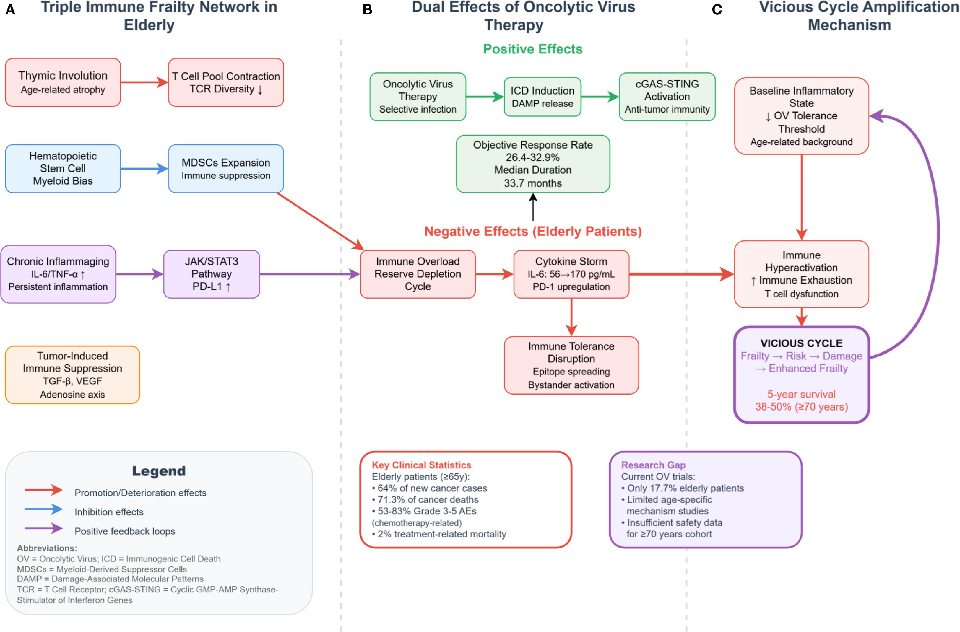 Flowchart illustrating the complex network of immune frailty in the elderly, divided into three sections: A) Triple Immune Frailty Network, B) Dual Effects of Oncolytic Virus Therapy, and C) Vicious Cycle Amplification Mechanism. Section A shows pathways leading to immune reserve depletion via processes like thymic involution and chronic inflammaging. Section B discusses positive and negative effects of oncolytic virus therapy, highlighting immune overload in elderly patients. Section C describes a vicious cycle of inflammatory states leading to enhanced frailty. The legend explains arrow meanings, and key clinical statistics and research gaps are noted.