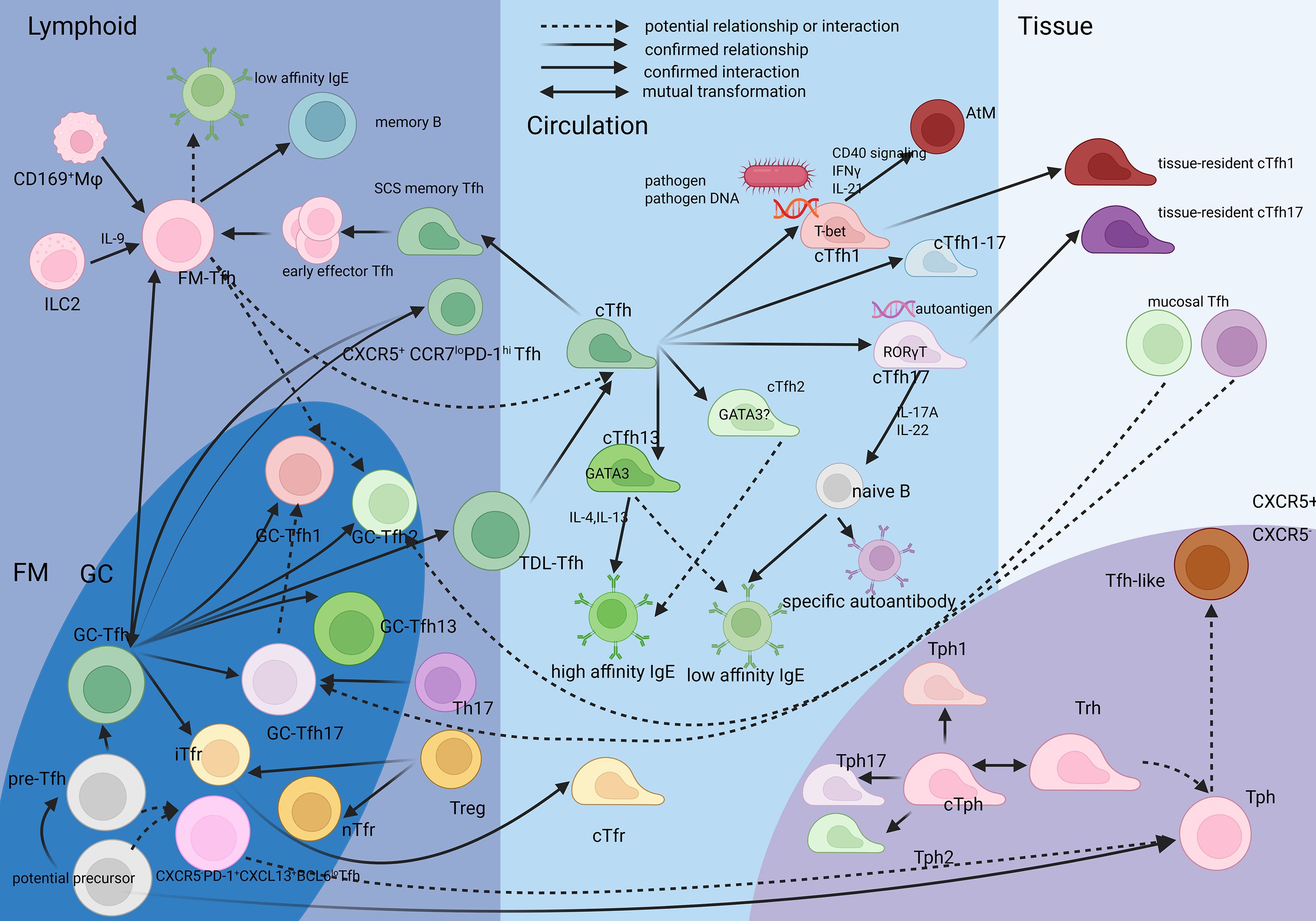 Flowchart illustrating the differentiation and interactions of T follicular helper (Tfh) cells across three compartments: Lymphoid, Circulation, and Tissue. In the Lymphoid section, FM-Tfh, GC-Tfh in and other cells in GCs or other areas in lymphoid section are shown. Circulation highlights interactions between various Tfh subsets, naive B cells, and autoantibodies. Tissue section includes tissue-resident Tfh variations. Different arrow styles indicate potential relationships, confirmed relationships, interactions, and transformations.