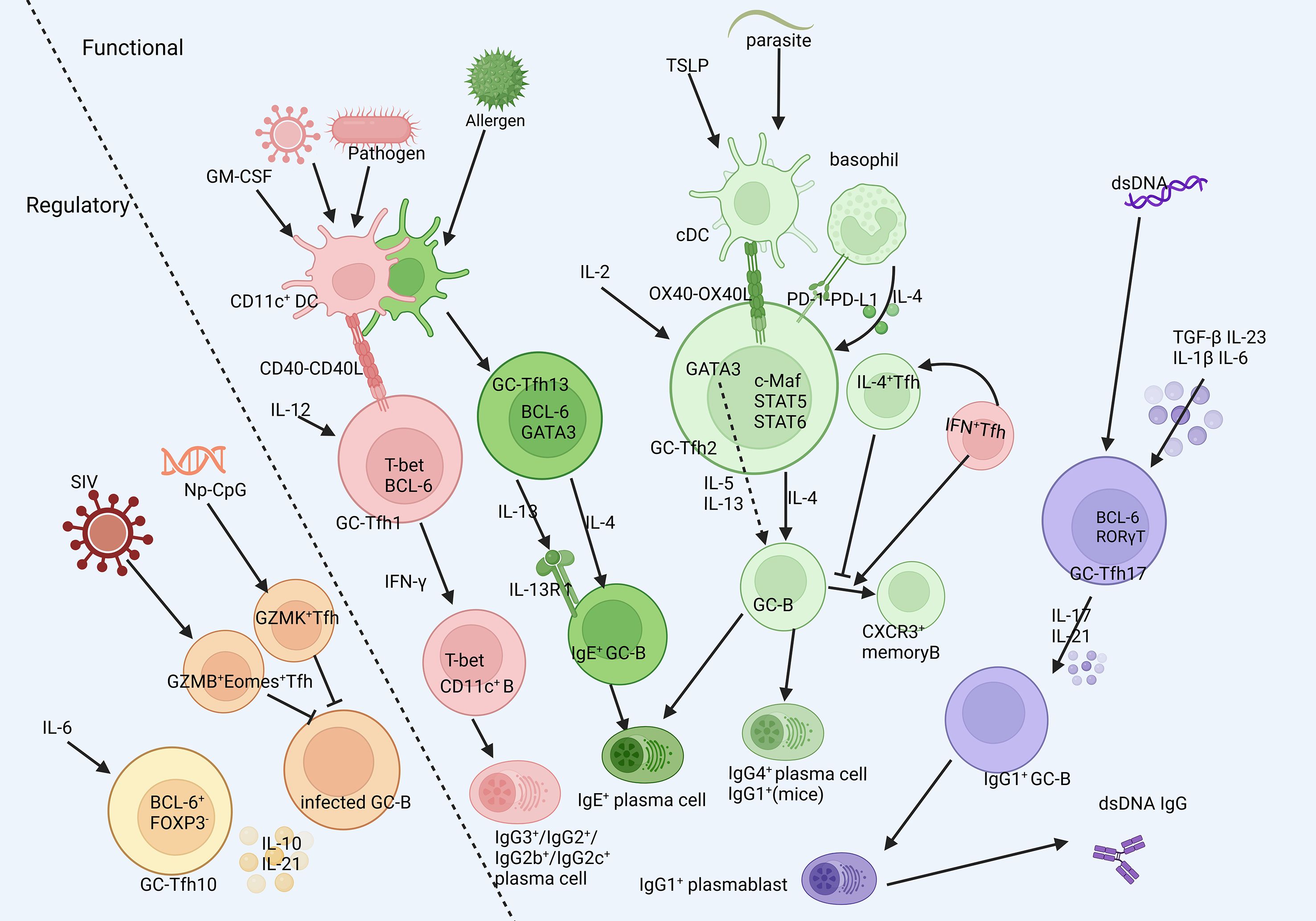 Diagram showing immune cell pathways divided into regulatory and functional sections. It illustrates various cell types and interactions, including dendritic cells, T follicular helper (Tfh) cells, and B cells in response to pathogens and allergens. Arrows indicate signaling pathways, involving cytokines like IL-4, IL-12, and IL-6, and transcription factors like BCL-6, STAT6, and GATA3. The interactions lead to different responses such as plasma cell formation and IgG production. The diagram organizes information in clusters with color-coded circles representing different cell types and processes.