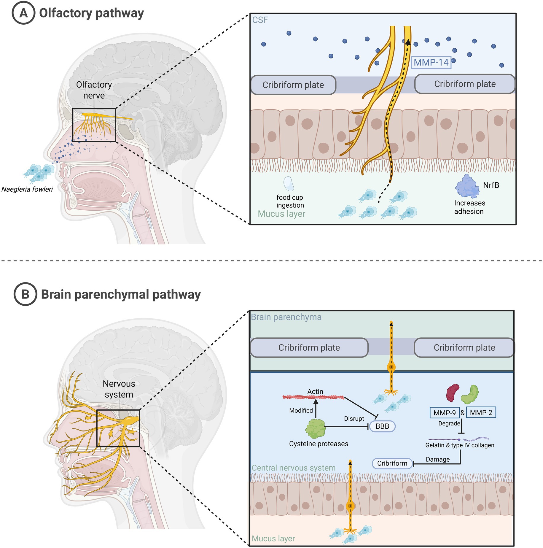 Diagram showing the pathways of Naegleria fowleri infection. A: Olfactory pathway involves entry through the olfactory nerve, supported by MMP14 and NrfB for adhesion. B: Brain parenchymal pathway involves the disruption of the blood-brain barrier with the help of cysteine proteases, MMP-9, and MMP-2, degrading collagen and causing damage.
