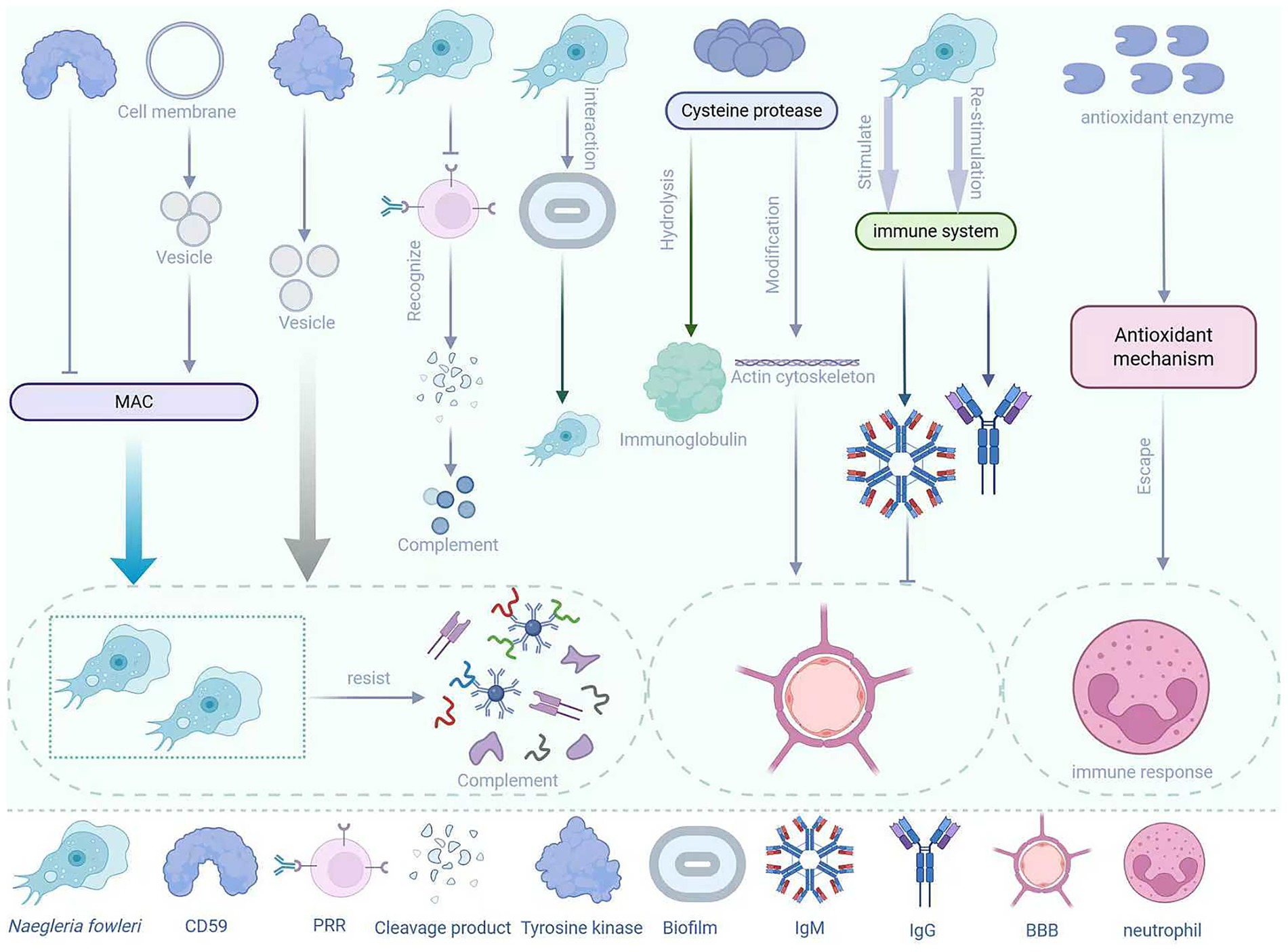 Flowchart depicting the interaction of Naegleria fowleri with the immune system and antioxidant mechanisms. Key components include cell membrane interactions, cysteine protease involvement, immune response stimulation, antibody production (IgM and IgG), and evasion strategies. The diagram includes complement systems, actin cytoskeleton modifications, and vesicle formations, illustrating how the organism resists through biofilm and antioxidant enzyme actions. The chart highlights interactions with macrophages, neutrophils, and blood-brain barriers (BBB), alongside tyrosine kinase pathways.