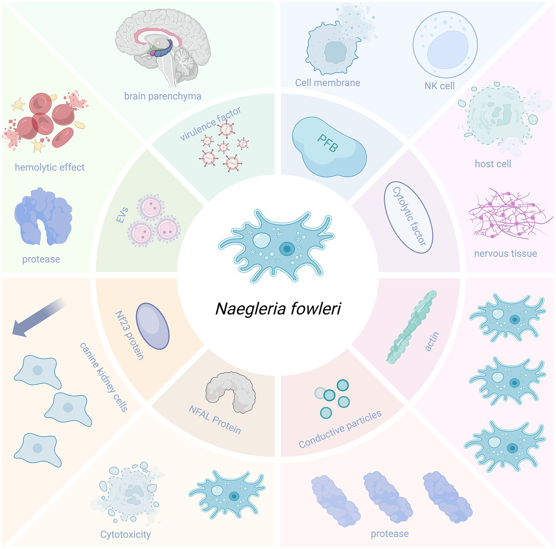 Diagram highlighting various aspects of Naegleria fowleri, including the brain parenchyma, cell membrane, NK cell, host cell, nervous tissue, hemolytic effect, cytotoxicity, and protease. The central figure of Naegleria fowleri is surrounded by related elements such as virulence factor, exosomal vesicles (EVs), actin, NFAL protein, conductive particles, and canine kidney cells.