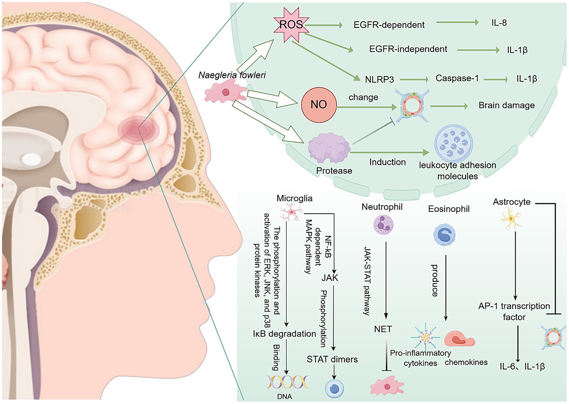 Illustration depicting the mechanism by which Naegleria fowleri, a brain-eating amoeba, causes damage to the brain. The process involves ROS and NO production leading to pathways such as EGFR and NLRP3, resulting in inflammation and brain damage. Various immune cells like microglia, neutrophils, eosinophils, and astrocytes are involved, activating pathways like NF-κB, JAK-STAT, and producing pro-inflammatory cytokines, chemokines, and transcription factors. There's an emphasis on molecular pathways contributing to IL-8, IL-1β, and IL-6 production.