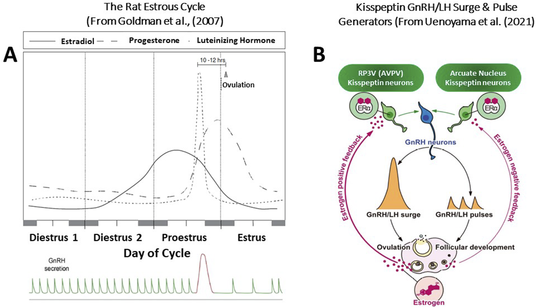 Diagram illustrating the rat estrous cycle and hormone monitoring. Panel A shows hormone levels (estradiol, progesterone, luteinizing hormone) over the cycle's phases, highlighting ovulation. Panel B depicts kisspeptin neuron interactions and their role in regulating GnRH/LH surges and pulses, alongside estrogen feedback mechanisms during ovulation and follicular development.