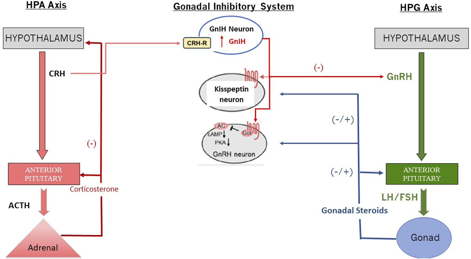 Diagram of HPA, HPG, and Gonadal Inhibitory Systems. The HPA axis involves the hypothalamus, anterior pituitary, and adrenals, with corticosterone providing negative feedback. The HPG axis includes the hypothalamus, anterior pituitary, and gonads, with hormones GnRH, LH/FSH, and gonadal steroids providing feedback. The Gonadal Inhibitory System features GnIH, kisspeptin, and GnRH neurons, showing inhibitory pathways and interactions.