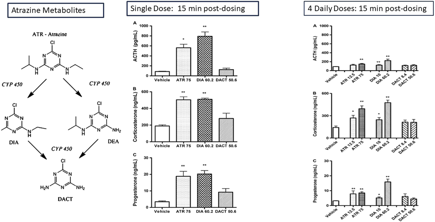 Chemical structure diagrams and bar charts depicting atrazine metabolite transformation and hormone levels. The structure diagram shows atrazine metabolizing into DIA, DEA, and DACT via CYP 450. Bar charts indicate ACTH, corticosterone, and progesterone levels measured at 15 minutes post-dosing for a single dose and four daily doses. Bars compare the effects of vehicle, ATR, DIA, and DACT on hormone levels, with statistical significance indicated. Charts show variations in hormone concentrations with different treatments.
