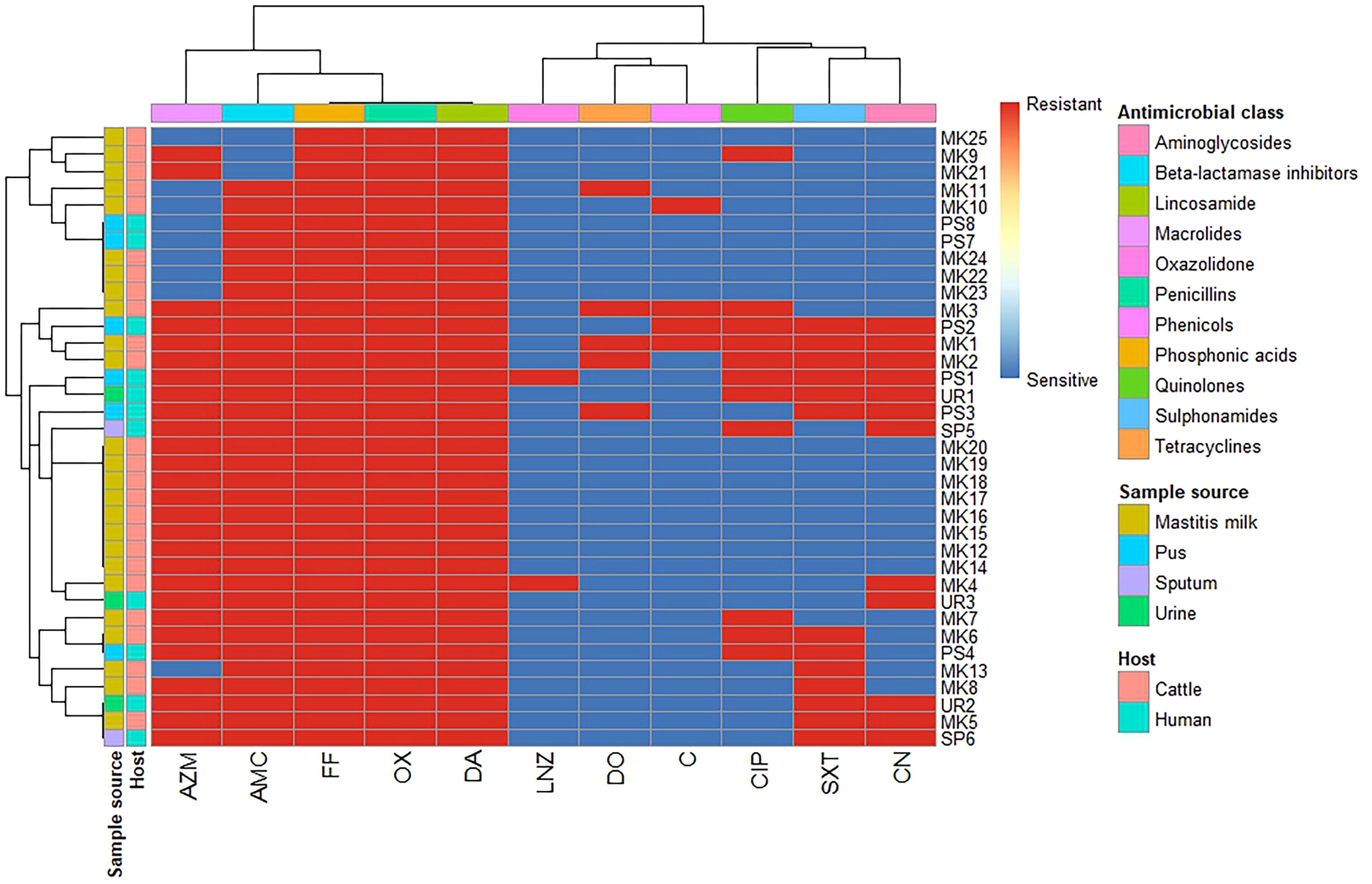 Heat map showing antimicrobial resistance of various samples categorized by antimicrobial class, sample source, and host. Red indicates resistance, blue indicates sensitivity. Columns represent different antibiotics, and rows represent samples such as pus, urine, sputum, or mastitis milk from cattle or humans. Antimicrobial classes include aminoglycosides, macrolides, and others, each marked with distinct colors in the legend.