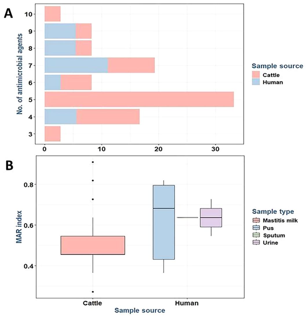 Bar and box plot showing antimicrobial resistance data. Panel A is a horizontal bar graph depicting the number of antimicrobial agents resistant in cattle and human samples. Cattle samples show lower resistance counts compared to humans, especially notable with five agents. Panel B is a box plot comparing MAR index between cattle and human sources. Cattle have median MAR index around 0.5, while humans show more variability with some samples exceeding 0.7. Sample types are indicated: mastitis milk, pus, sputum, and urine.