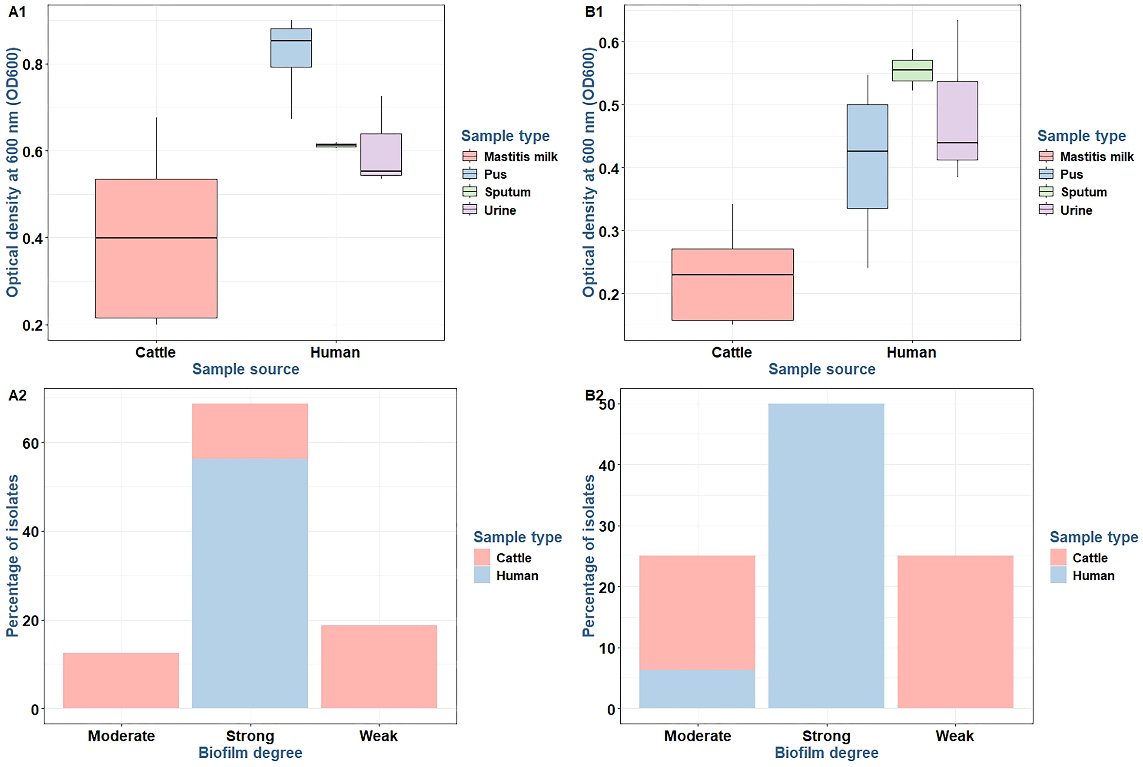 Two sets of charts show data comparisons between cattle and human samples. In A1, box plots display optical density at 600 nm for mastitis milk from cattle and pus, sputum, and urine from humans. A2 shows a stacked bar chart of the percentage of isolates with moderate, strong, or weak biofilm degrees, highlighting a higher percentage of strong biofilm isolates in humans. B1 and B2 repeat the same formats, with B1 focusing on optical density and B2 on biofilm percentage comparisons, emphasizing similar trends.
