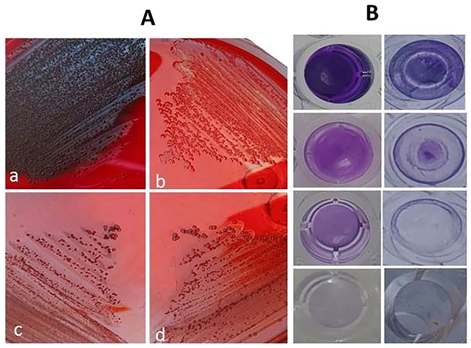 Panel A shows four petri dishes labeled a to d with bacterial growth patterns on red agar. Panel B displays nine wells with varying shades of purple, indicating possible dye absorption or staining.