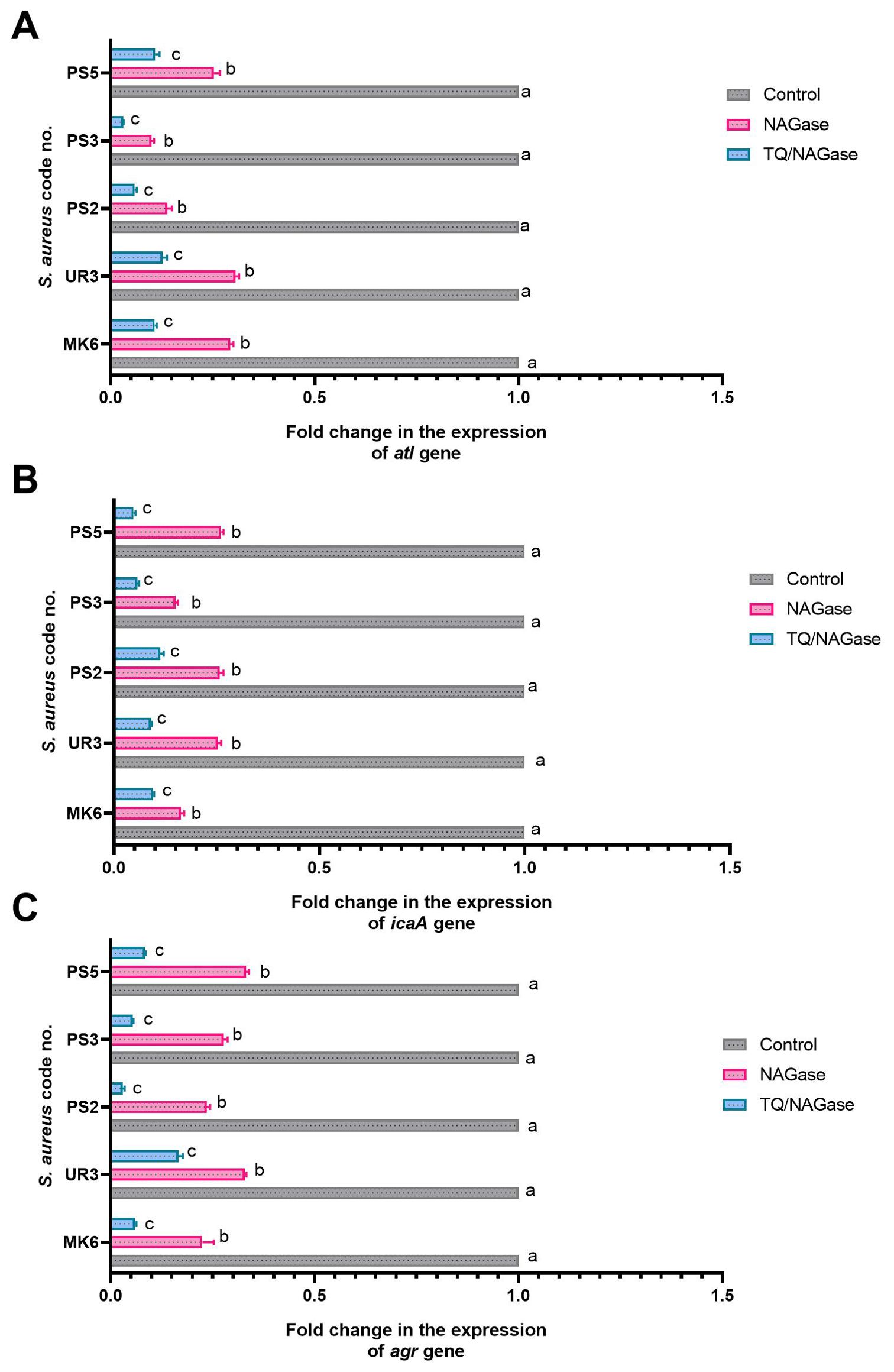 Bar graphs illustrating the fold change in gene expression of *atl*, *icaA*, and *agr* genes in different Staphylococcus aureus strains (PS5, PS3, PS2, UR3, MK6). Each graph (A, B, and C) compares three treatments: Control, NAGase, and TQ/NAGase. The bars represent data with statistically significant differences labeled as a, b, and c, where 'a' shows the highest values, followed by 'b' and 'c'.
