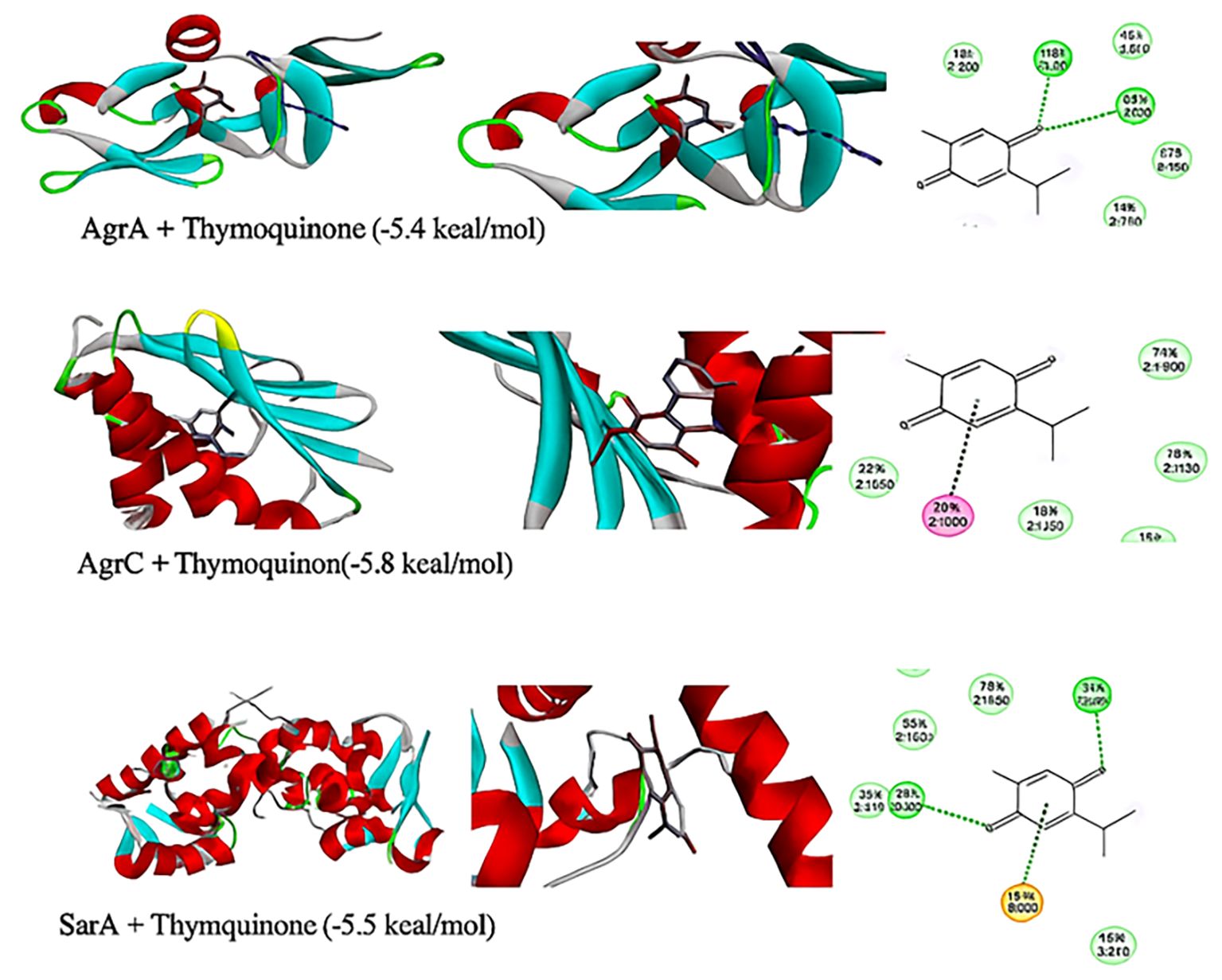 Molecular docking images depicting compounds interacting with thymoquinone. Top: AgrA with thymoquinone, binding energy -5.4 kcal/mol. Middle: AgrC with thymoquinone, binding energy -5.8 kcal/mol. Bottom: SarA with thymoquinone, binding energy -5.5 kcal/mol. Each row shows protein structures and corresponding chemical interactions with thymoquinone.