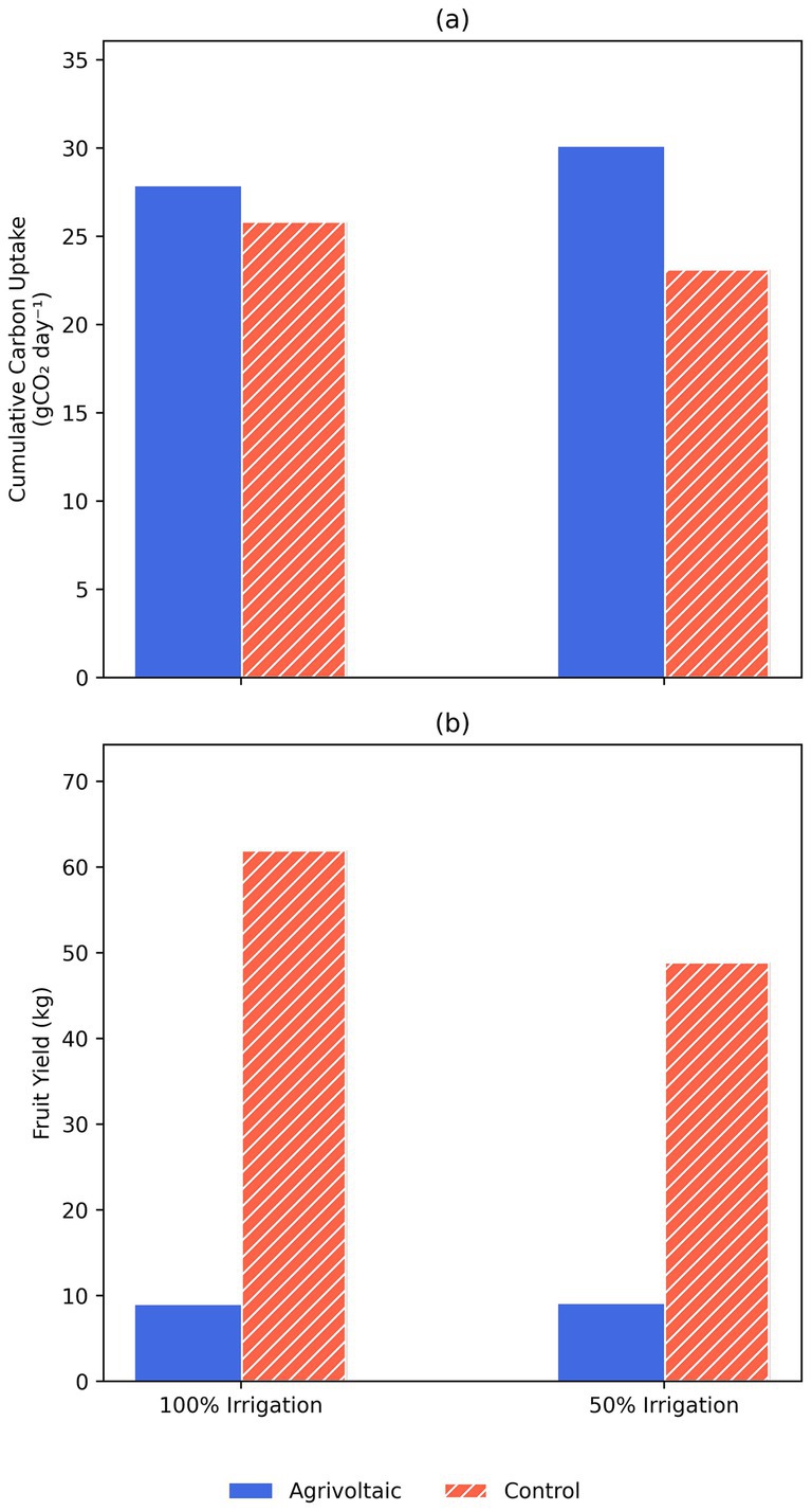 Two bar graphs labeled (a) and (b). Graph (a) shows cumulative carbon uptake in grams of CO2 per day, comparing agrivoltaic and control setups. Graph (b) displays fruit yield in kilograms under 100% and 50% irrigation conditions for both setups. Agrivoltaic bars are blue, control bars are red with stripes.