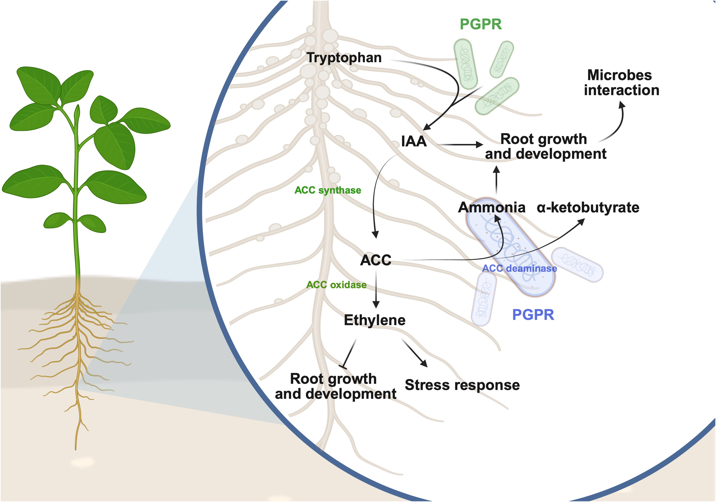 Diagram illustrating plant growth processes influenced by PGPR. Tryptophan is converted by PGPR to IAA, promoting root growth. ACC is synthesized and converted to ethylene, affecting growth and stress response. ACC deaminase from PGPR modifies ACC to ammonia and alpha-ketobutyrate. Microbial interactions enhance plant development.