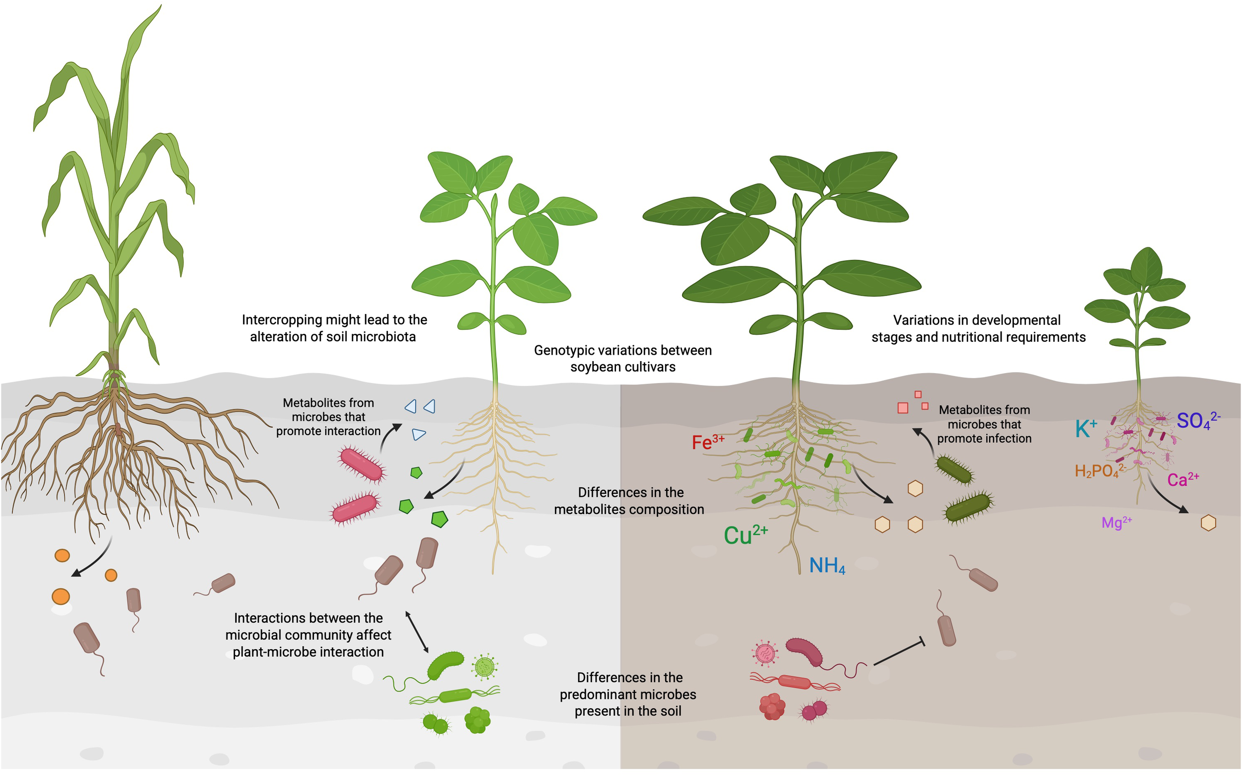 Illustration of soil showing effects of intercropping and plant variations on soil microbiota. Corn and soybean plants depict interactions with microbes. Labels explain metabolite production, microbial community interactions, genotypic variations, and developmental differences affecting plant-microbe interactions. Various ions and microbes are depicted in the soil surrounding the roots.