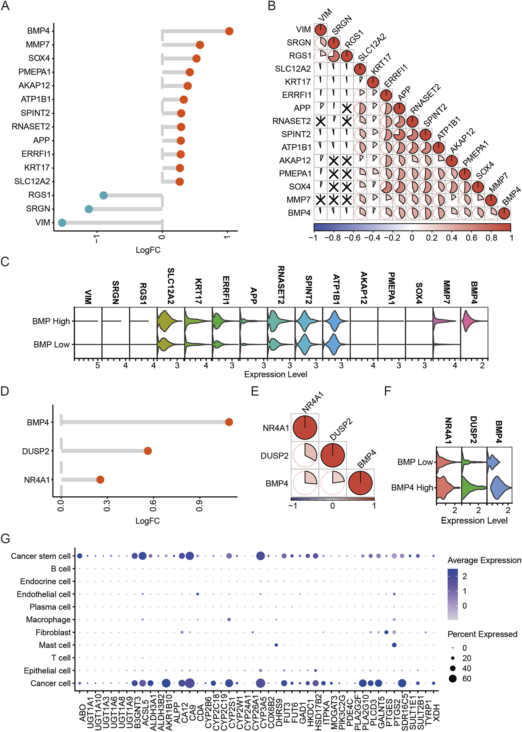 A multi-panel scientific figure displays various analyses. Panel A shows a bar graph of LogFC values for genes like BMP4, MMP7, and VIM, with differentially expressed genes marked in orange and blue. Panel B is a correlation matrix for the same genes, indicating correlation coefficients with red and blue indicating positive and negative correlations, respectively. Panel C presents a series of violin plots comparing expression levels between high and low BMP conditions for these genes. Panel D shows a similar bar graph, specifically for BMP4, DUSP2, and NR4A1. Panel E features a correlation matrix for these three genes. Panel F has violin plots comparing expression levels under different conditions for NR4A1, DUSP2, and BMP4. Panel G is a bubble plot showing gene expression patterns across various cell types, with bubble size indicating percentage expressed and color intensity indicating average expression level.