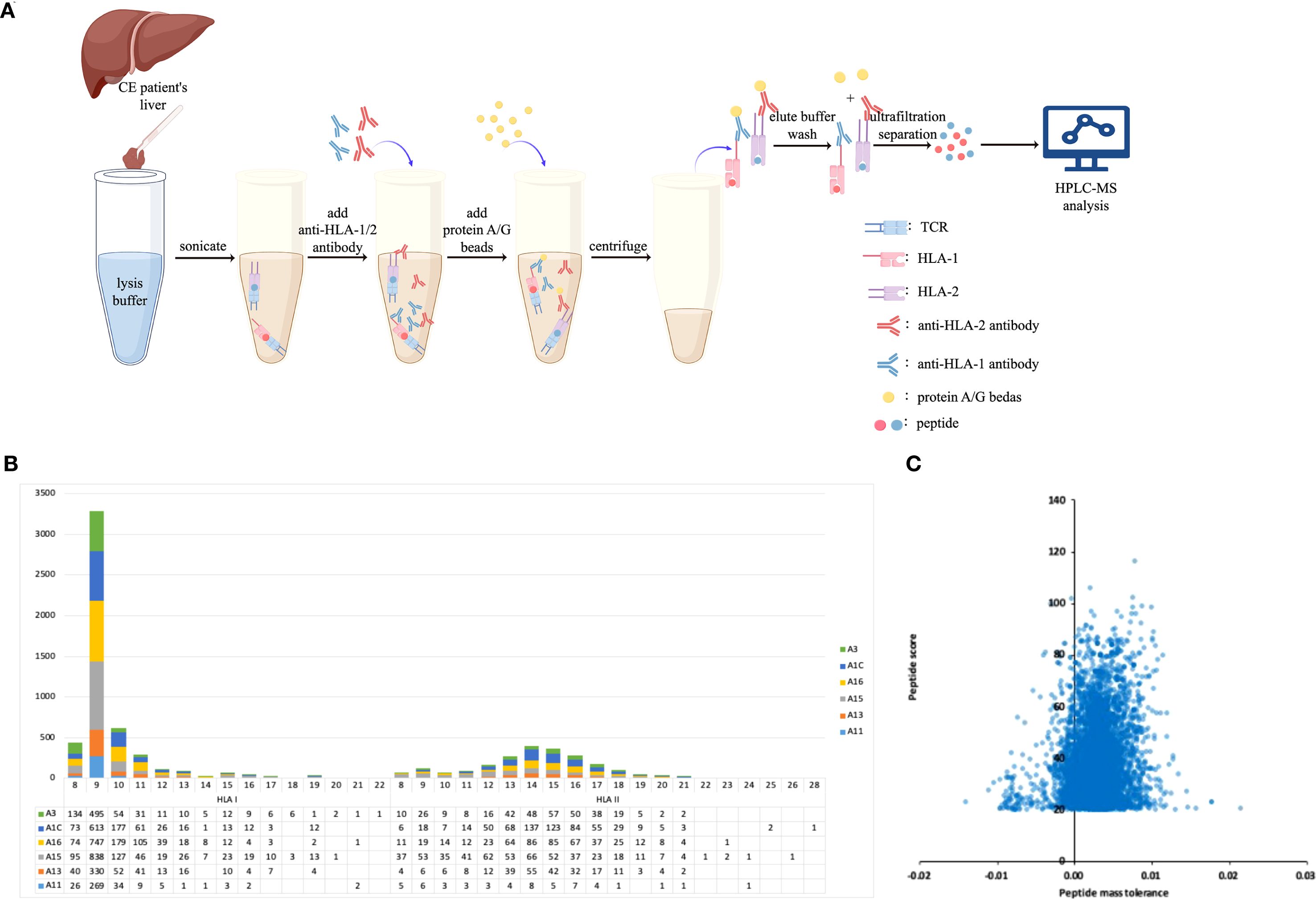 Diagram A illustrates a process for analyzing a liver sample from a CE patient involving sonication, antibody addition, and ultrafiltration separation, culminating in HPLC-MS analysis. Diagram B is a bar chart showing HLA-1 peptide frequency data across various samples. Diagram C is a scatter plot displaying peptide score versus peptide mass tolerance.