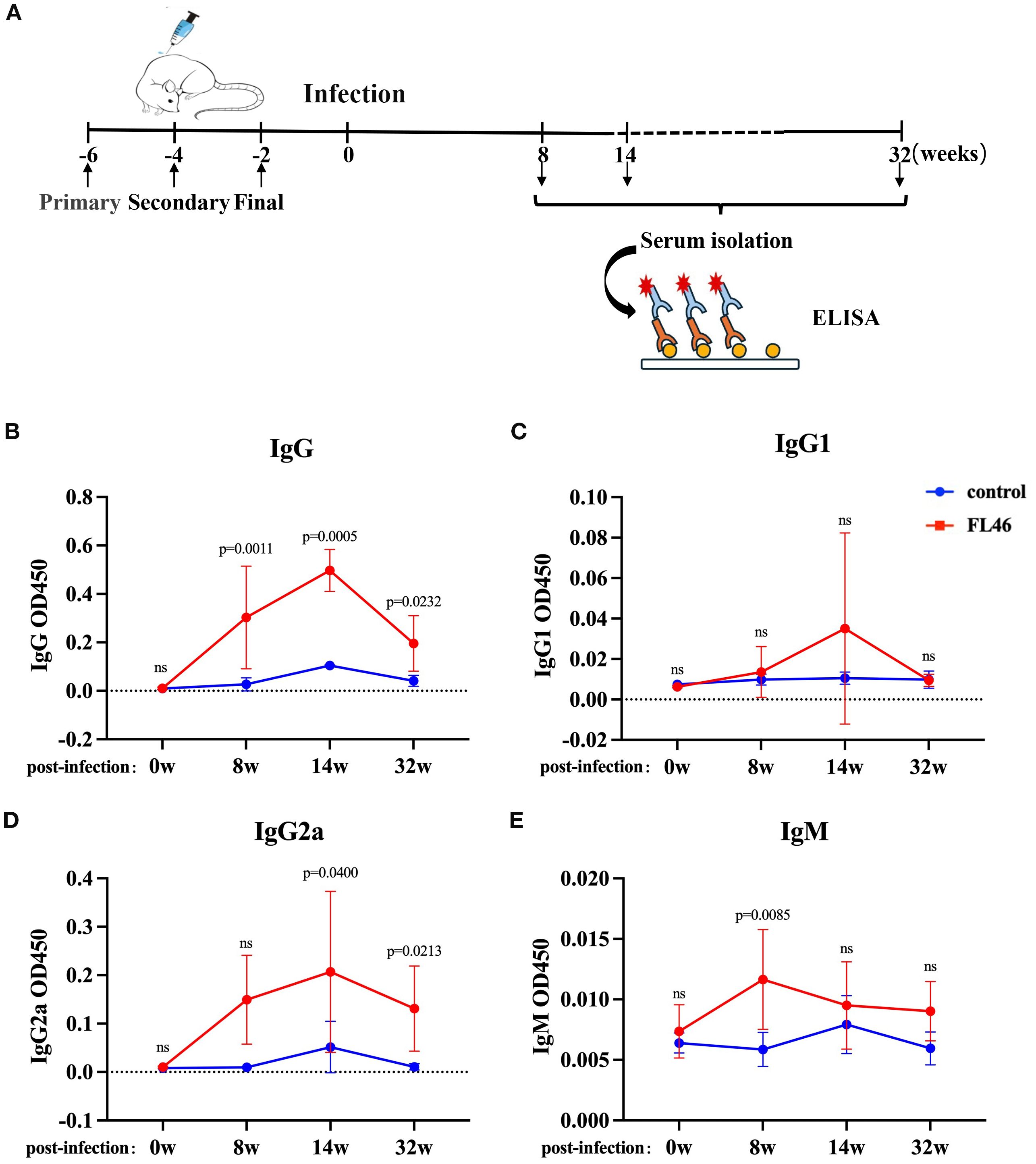 Diagram and graphs showing an experimental timeline and antibody response. Panel A illustrates the timeline for injections and serum isolation from mice, followed by ELISA. Panels B to E show ELISA results for IgG, IgG1, IgG2a, and IgM levels over weeks post-infection, comparing control and FL46 groups. Notable differences in optical density and significant p-values are highlighted for certain weeks, particularly with higher responses in the FL46 group.