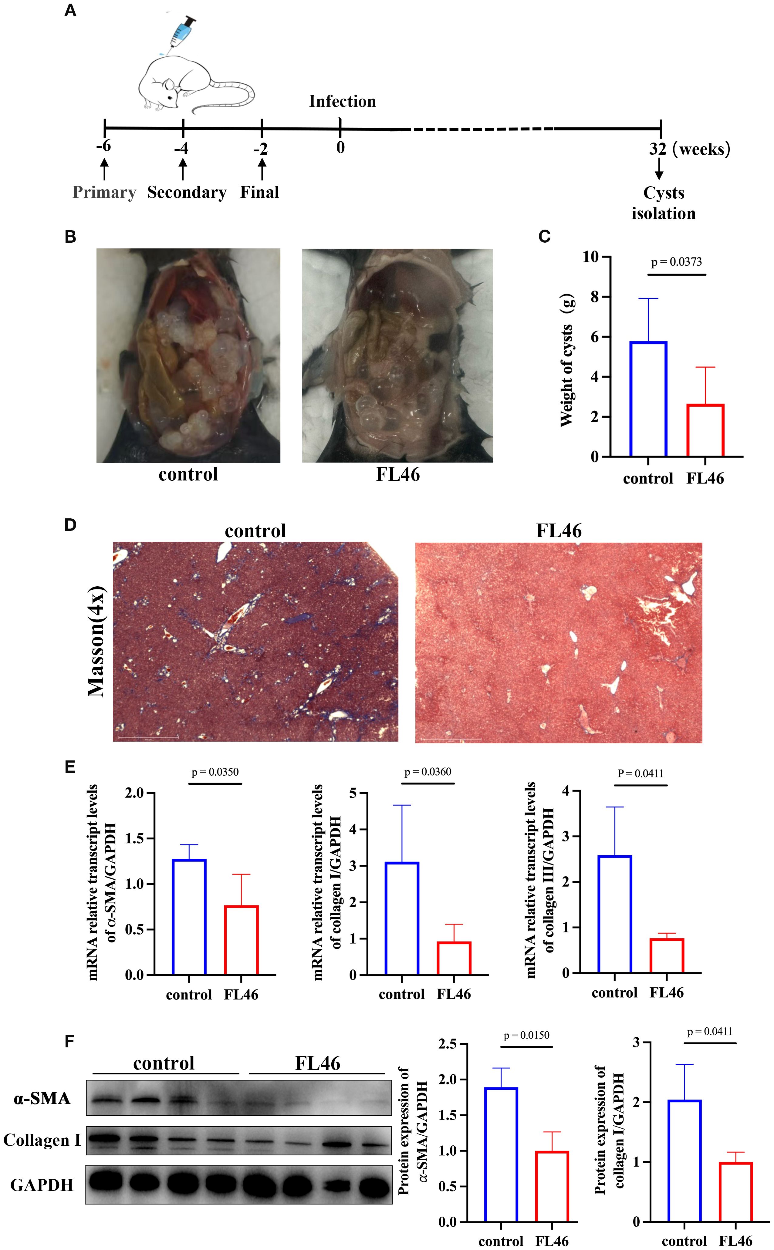 Diagram and images showing an experimental setup and results comparing control and FL46 groups. A: Timeline with injections and cyst isolation over 32 weeks. B: Two photos of cysts in control and FL46 groups. C: Bar graph showing lower cyst weight in FL46 group. D: Masson-stained tissue sections from control and FL46, showing structural differences. E: Bar graphs indicating lower mRNA transcript levels of α-SMA, collagen I, and collagen III in FL46 group. F: Immunoblot and graphs showing lower protein expression of α-SMA and collagen I in FL46 group.