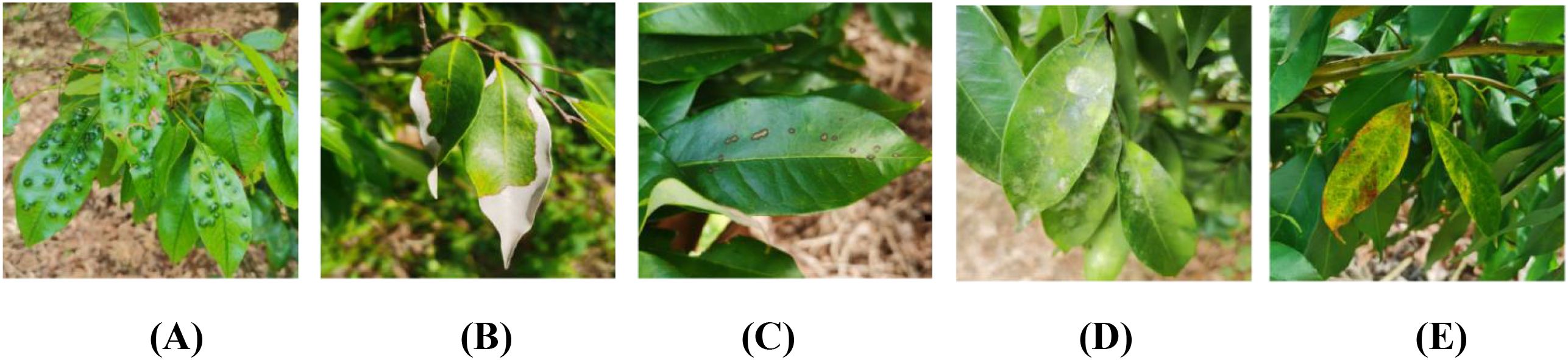 Five images labeled A to E show leaves with various diseases. A: Leaves have raised, blister-like spots. B: Leaves display white patches and discoloration. C: Leaves have small, dark spots. D: Leaves appear faded and have a powdery residue. E: Leaves are yellowing with brown spots.