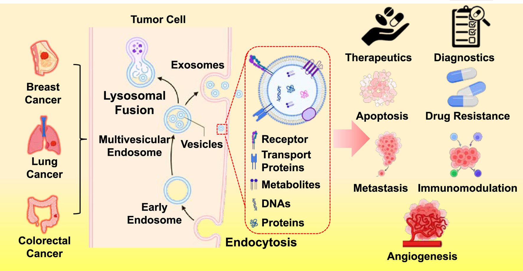 Diagram illustrating the process within a tumor cell, showing the progression from early endosome to multivesicular endosome, vesicles, and exosomes. It highlights their roles in therapeutics, diagnostics, apoptosis, drug resistance, metastasis, immunomodulation, and angiogenesis. Breast, lung, and colorectal cancers are also mentioned.