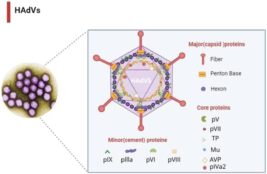 Diagram of human adenoviruses (HAdVs) showing a labeled hexagonal viral structure. Major capsid proteins are fiber, penton base, and hexon. Core proteins include pV, pVII, TP, Mu, AVP, and pIVa2. Minor proteins are pIX, pIIIa, pVI, and pVIII. The virus illustration is alongside a microscopic view of clustered viral particles.