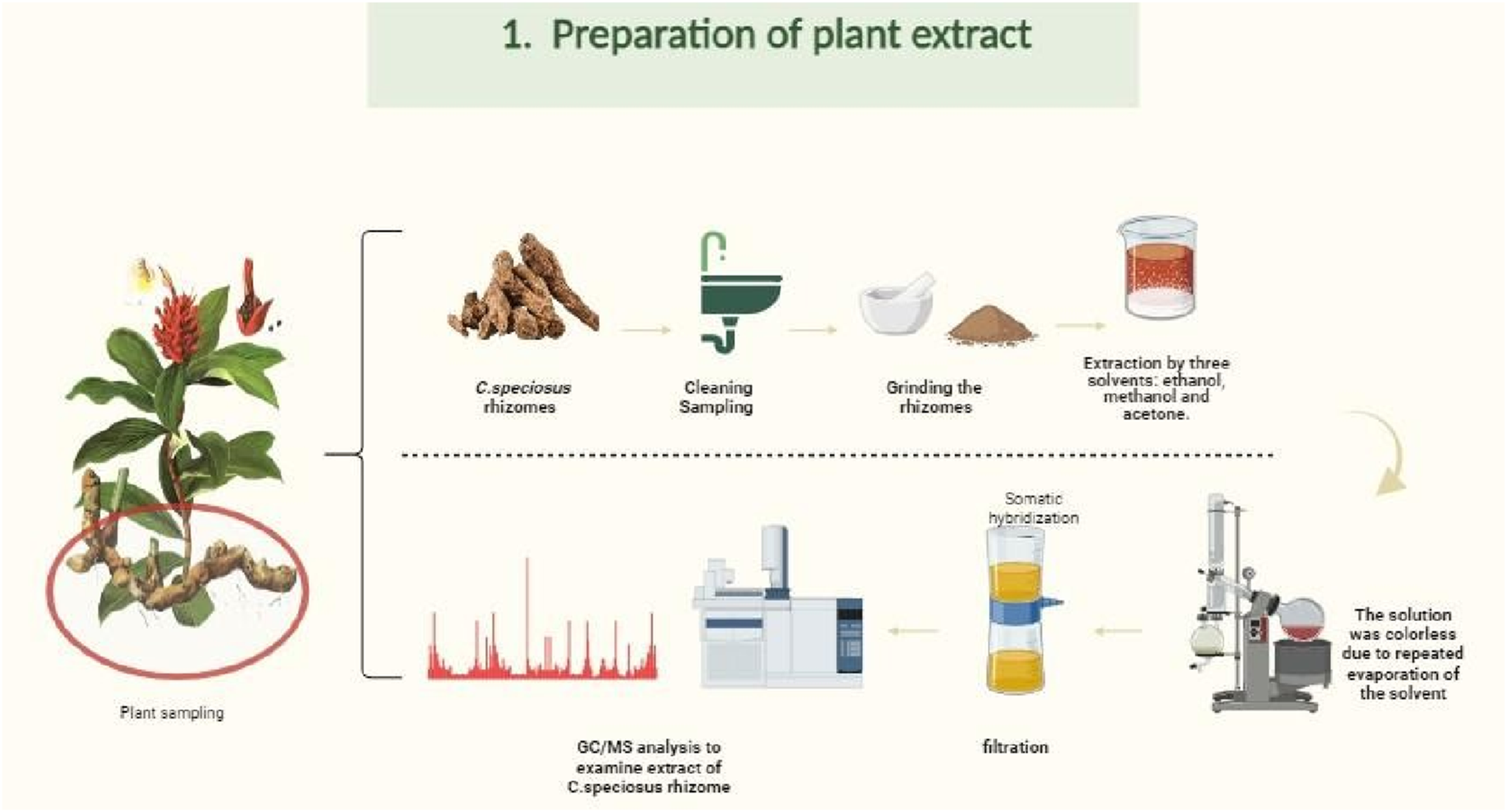 Preparation process of plant extract using C. speciosus rhizomes. Steps include plant sampling, cleaning, grinding the rhizomes, extraction with ethanol, methanol, and acetone, followed by GC/MS analysis, somatic hybridization, and filtration. Final solution is colorless due to solvent evaporation.