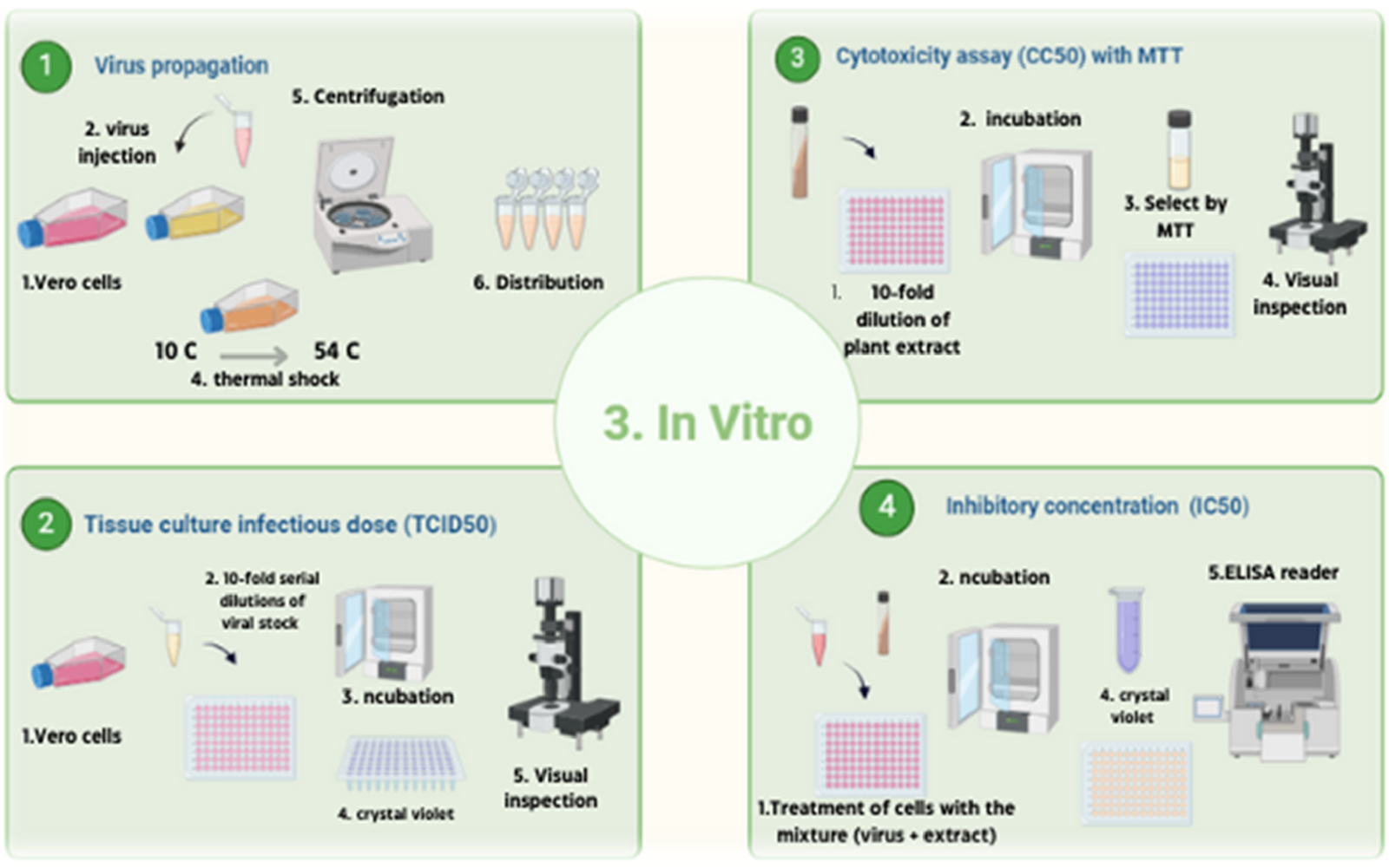 Diagram showing four in vitro experimental procedures: 1) Virus propagation involves vero cells, virus injection, thermal shock, centrifugation, and distribution. 2) Tissue culture infectious dose (TCID50) process uses vero cells, serial dilutions, incubation, crystal violet, and visual inspection. 3) Cytotoxicity assay (CC50) includes dilution of plant extract, incubation, selection by MTT, and visual inspection. 4) Inhibitory concentration (IC50) involves treatment with virus and extract, incubation, crystal violet, and ELISA reader.