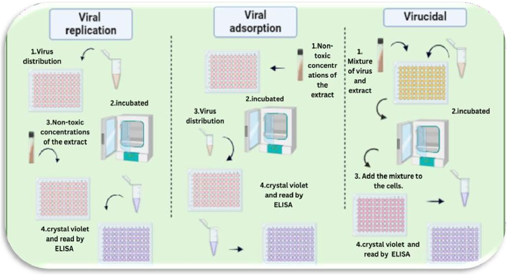 Flowchart illustrating three methods: Viral replication, Viral adsorption, and Virucidal. Each method involves steps of distributing virus and extract, incubating, and measuring with crystal violet and ELISA.