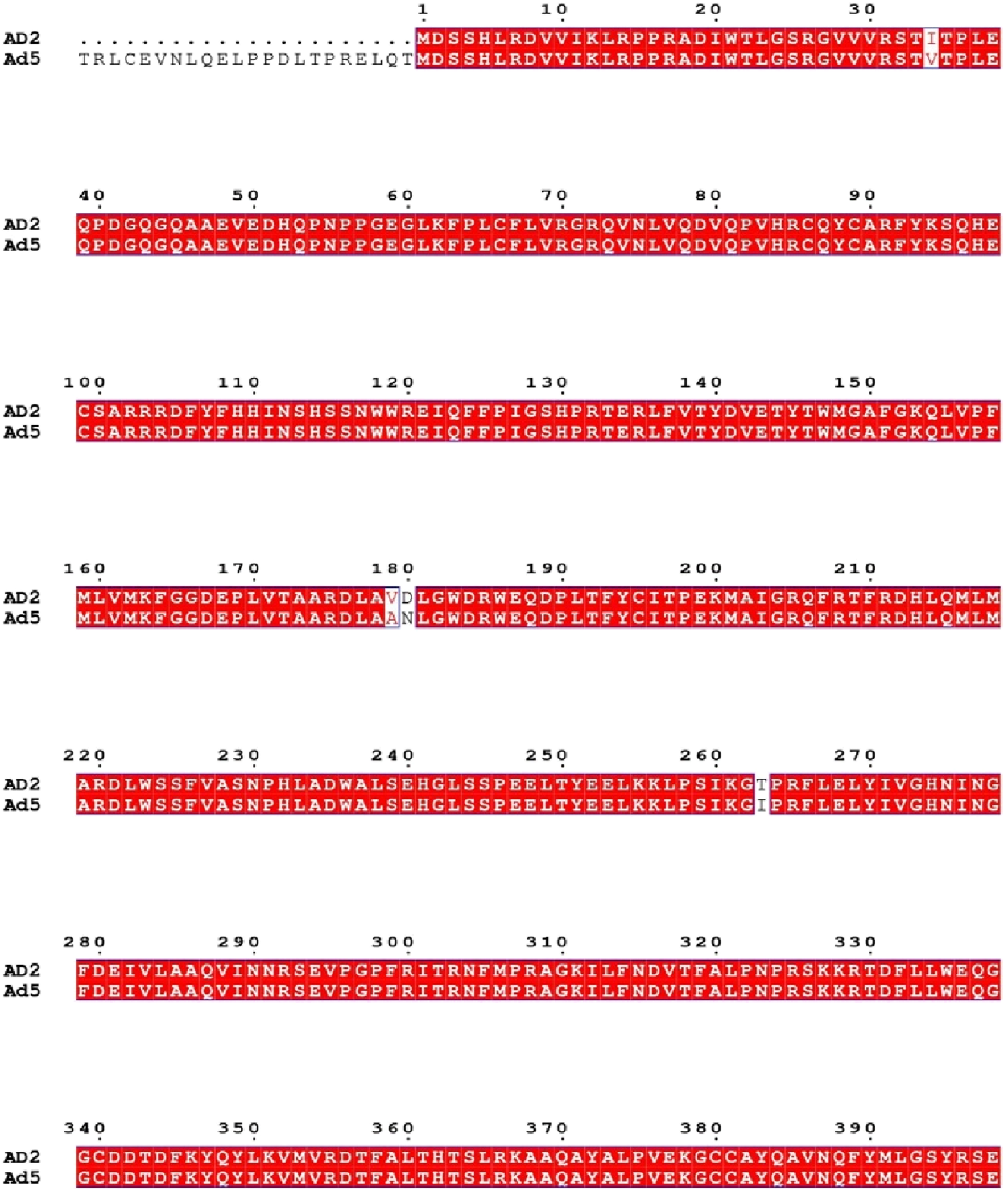A sequence alignment image comparing two protein sequences, labeled AD2 and Ad5. Matching sequences are highlighted in red, indicating identical or similar regions. Differences include gaps and substitutions, visible as white spaces or black letters. Each sequence is numbered at intervals of ten amino acids.
