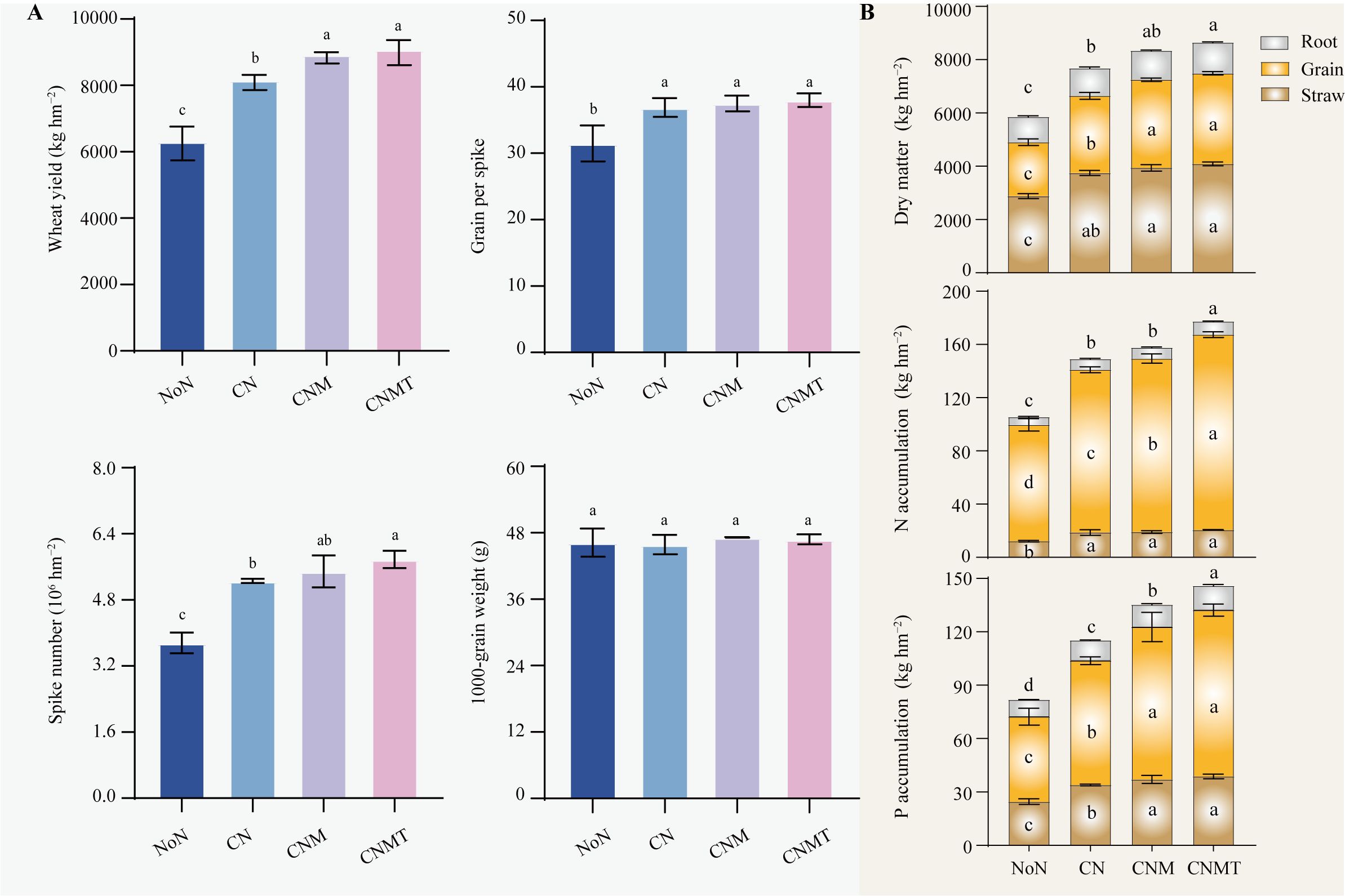 Four bar graphs illustrate the effects of different treatments (NoN, CN, CNM, CNMT) on wheat yield parameters and accumulation metrics. Panel (a) shows wheat yield, grains per spike, spike number, and 1000-grain weight, indicating significant differences between treatments. Panel (b) displays dry matter, nitrogen (N), and phosphorus (P) accumulation in root, grain, and straw, highlighting varying amounts based on the treatment applied. Error bars and statistical annotations (letters) are included to denote significant differences.