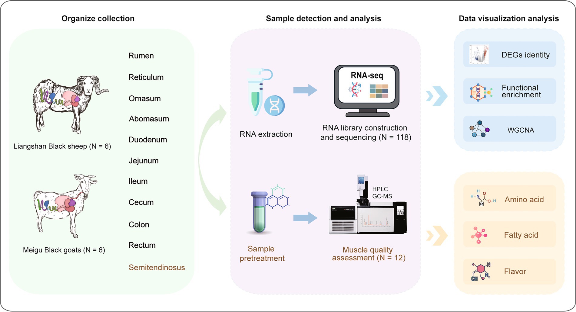 Flowchart illustrating a study process involving Liangshan Black sheep and Meigu Black goats. Samples from various digestive organs and semitendinosus muscle are collected. RNA extraction leads to RNA library construction and sequencing. Muscle quality is assessed using HPLC and GC-MS. Data visualization involves DEG identification, functional enrichment, and WGCNA. Results include analyses of amino acids, fatty acids, and flavor.