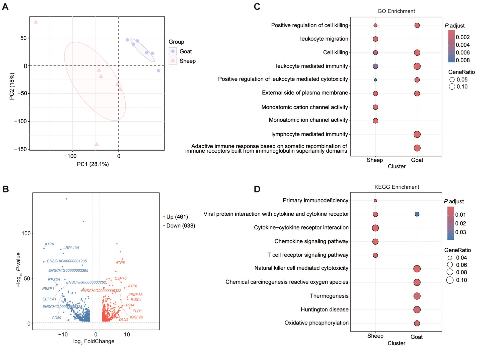 Panel A shows a PCA plot comparing goats and sheep, with distinct clusters for each. Panel B features a volcano plot indicating upregulated and downregulated genes with notable labels. Panel C presents a GO enrichment dot plot, highlighting significant biological processes for sheep and goats. Panel D displays a KEGG enrichment dot plot, detailing significant pathways for the two species.