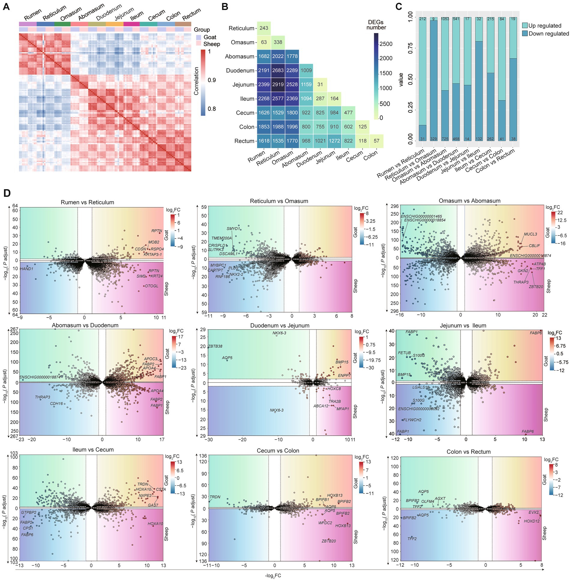 This image comprises four panels labeled A, B, C, and D. Panel A shows a correlation heatmap for goats and sheep across different digestive system parts, using a red-blue color scale indicating correlation levels. Panel B is a matrix displaying the number of differentially expressed genes (DEGs) between digestive sections, with a color gradient from green to blue. Panel C presents a bar graph showing the proportion of upregulated and downregulated genes between tissue comparisons in various digestive sections. Panel D contains nine scatter plots comparing log fold change and statistical significance in gene expression between different digestive system parts for both goats and sheep.