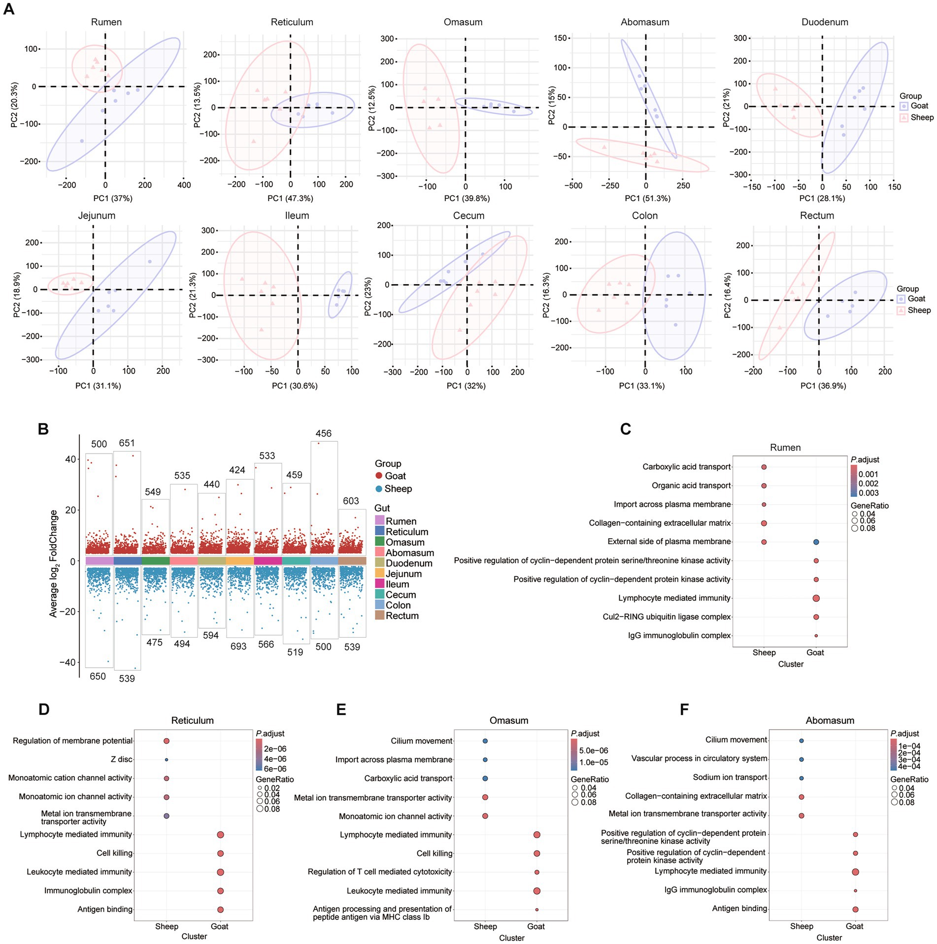 Graphs showcasing gut transcriptomic differences analysis across different sections of the gut in goats and sheep. Panel A contains PCA plots for various gut sections, showing group separation. Panel B presents scatter plots of gene expression fold change by gut section and species group. Panel C through F include dot plots showing enriched pathways and functions per gut section, highlighting significant di!erences between goats and sheep, with p-value and gene ratio indicators.