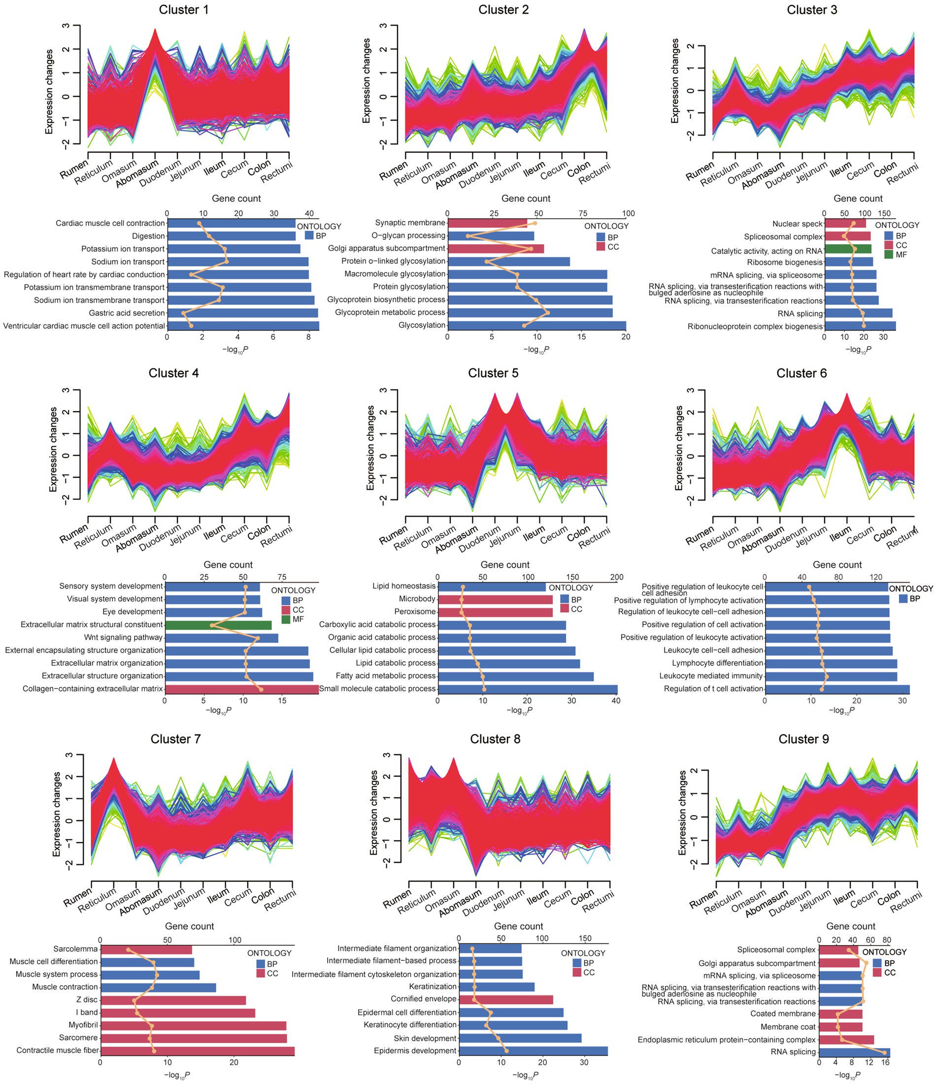 Nine graphs display gene expression changes across different clusters, with line graphs above bar charts. Each cluster is labeled from one to nine. Line graphs show expression changes across various body parts. Bar charts detail gene count across different ontologies: biological process (BP), cellular component (CC), and molecular function (MF). Each bar area has different colors representing different functions, with clusters showing distinct patterns and changes.