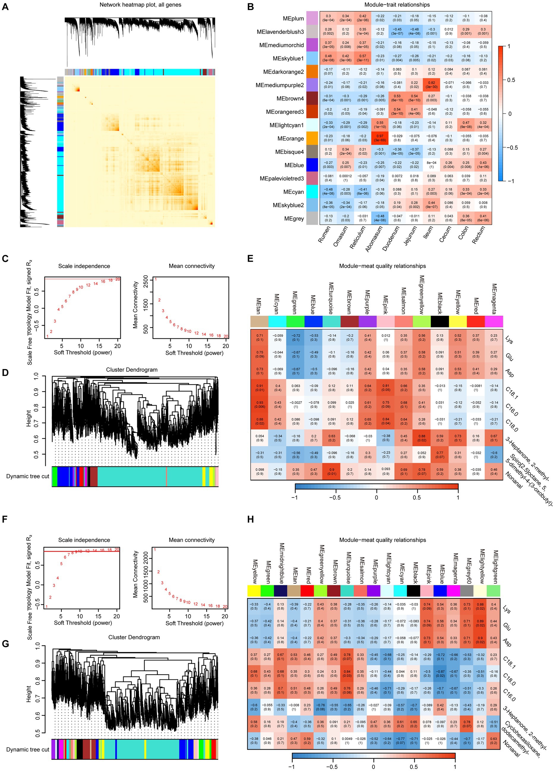 A series of scientific charts showcasing gene network analysis. Panel A displays a heatmap for all genes. Panel B shows a module-trait relationships heatmap. Panel C includes graphs for scale independence and mean connectivity based on soft thresholds. Panel D features a cluster dendrogram with a dynamic tree cut. Panel E displays module-meat quality relationships in a heatmap. Panel F has similar graphs to Panel C with scale independence and mean connectivity. Panel G features another cluster dendrogram. Panel H presents a heatmap of module-meat quality relationships with various color-coded modules.