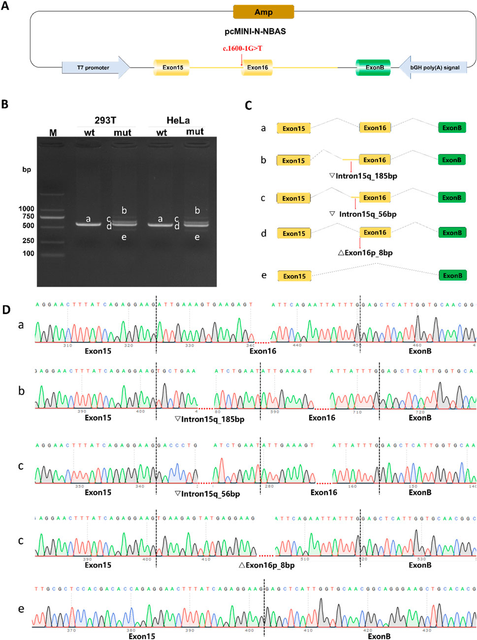 Diagram outlining genetic constructs and gel electrophoresis results. Panel A shows the structure of the gene plasmid highlighting T7 promoter, exons, and introns. Panel B displays a gel electrophoresis image with lanes labeled for 293T and HeLa cells, showing bands at different base pair sizes. Panel C illustrates splicing variants of the gene construct with different exon and intron combinations labeled a to e. Panel D presents chromatograms indicating sequences for each variant. Labels correspond across panels, detailing matched sequences and splicing events.