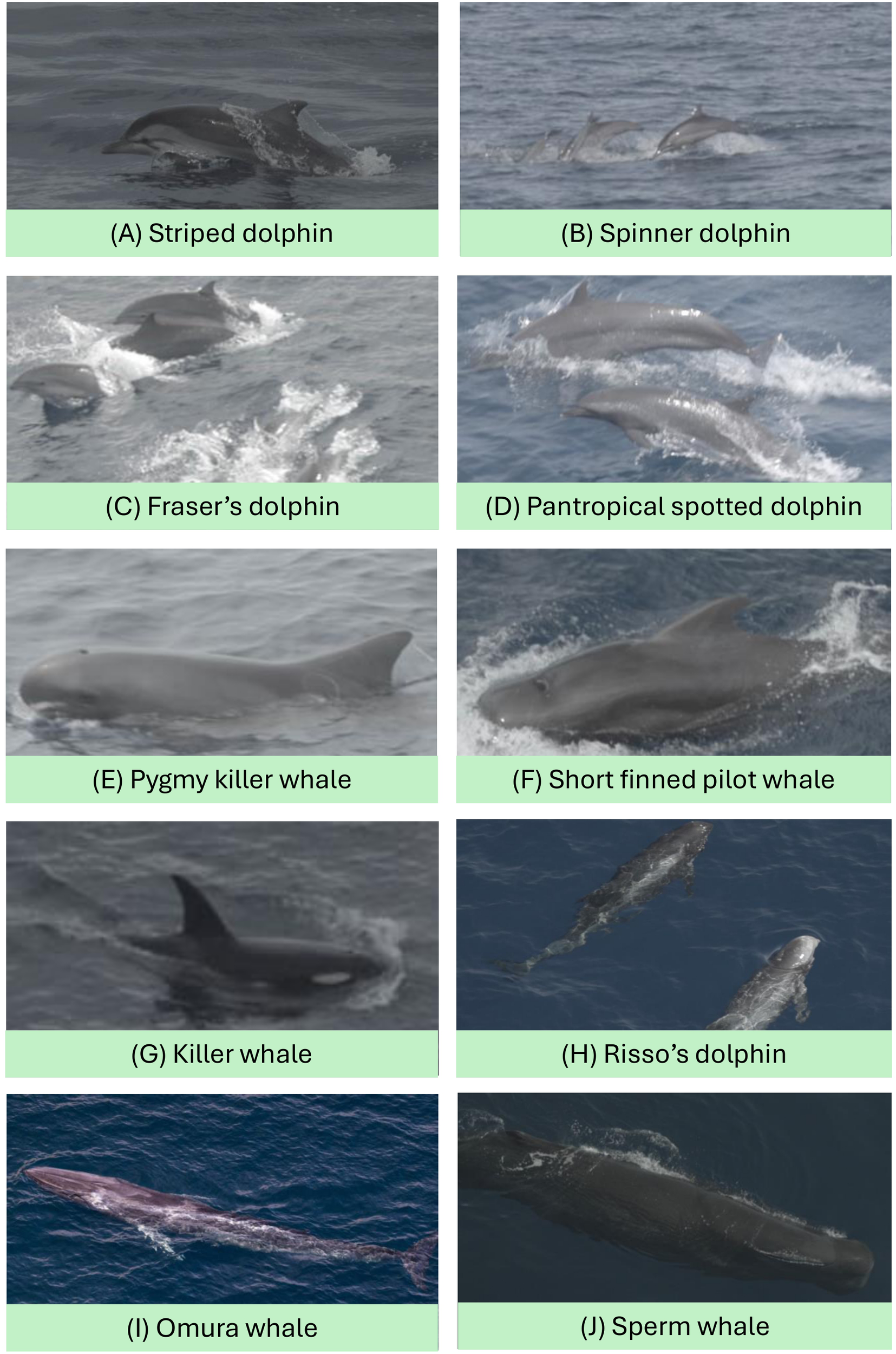 A collage of ten marine mammals on a blue background: (A) Striped dolphin jumping, (B) Spinner dolphins swimming, (C) Fraser's dolphins, (D) Pantropical spotted dolphins, (E) Pygmy killer whale, (F) Short-finned pilot whale, (G) Killer whale, (H) Risso's dolphins, (I) Omura whale, and (J) Sperm whale seen swimming near the surface.