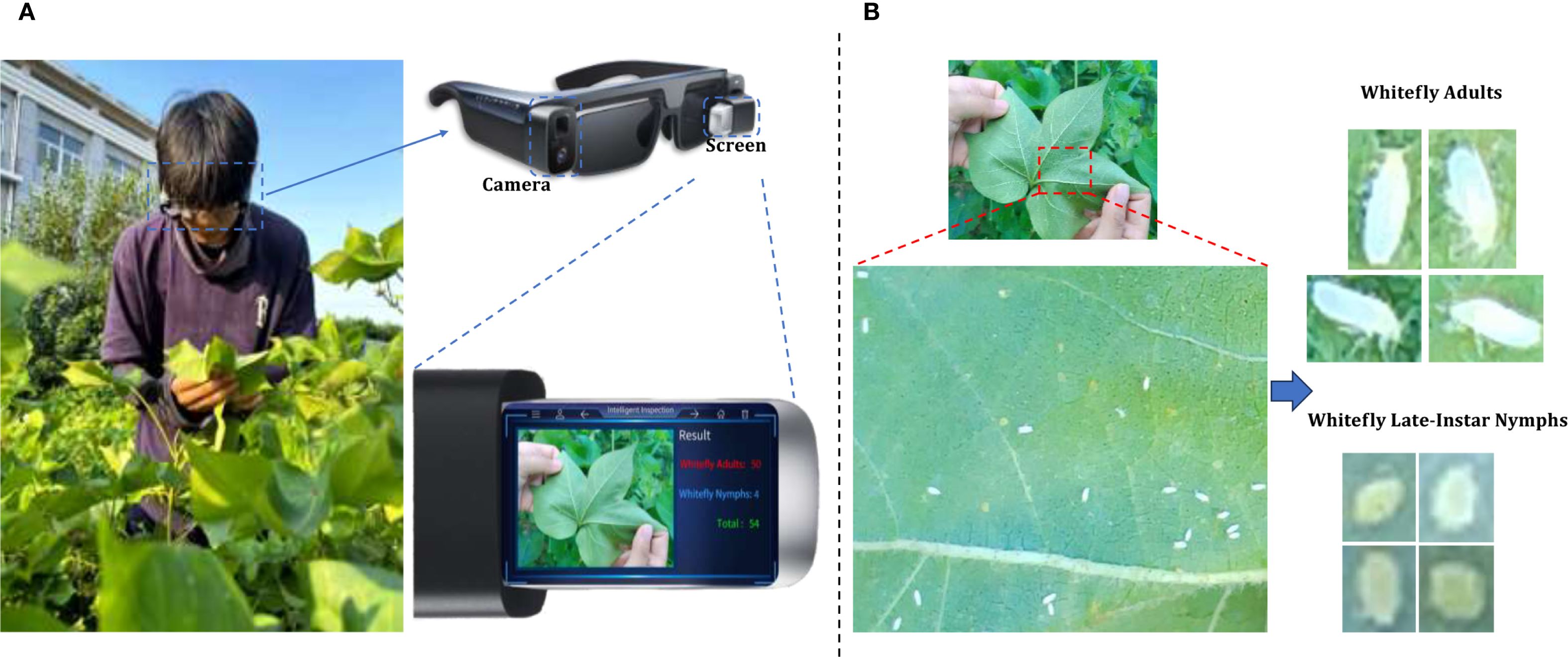 A person inspecting plants uses smart glasses with a camera and screen. The glasses identify whitefly adults and nymphs on a leaf. Close-ups show whitefly adults and late-instar nymphs. A device display shows detection results: fifty whitefly adults and four nymphs.