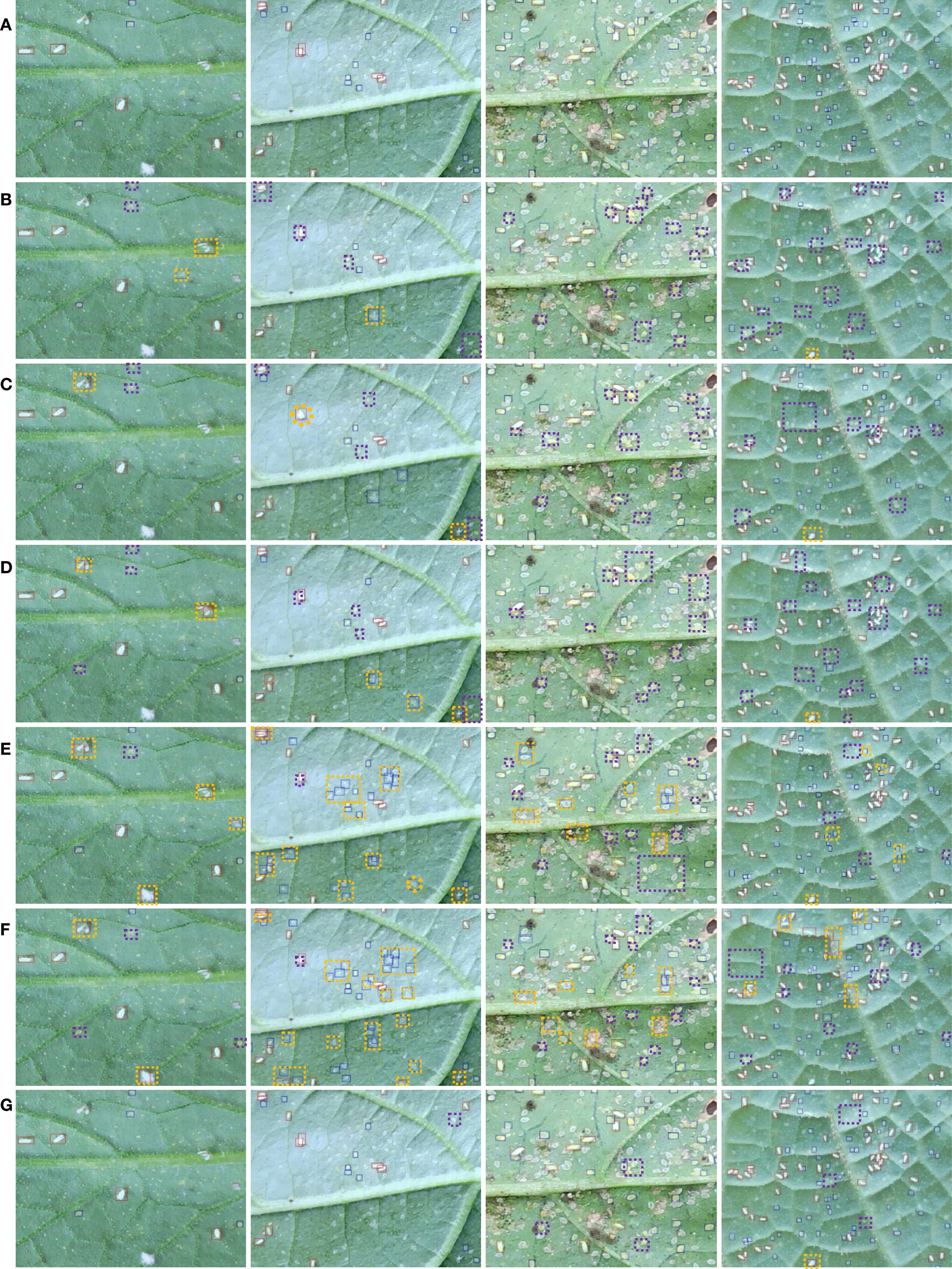 Seven rows labeled A to G display close-up images of leaf surfaces with varying degrees of markings. Each row is segmented into multiple columns, showing detailed views of spots and rectangular outlines in colors like orange, blue, and purple, indicating areas of interest or analysis on the leaves.