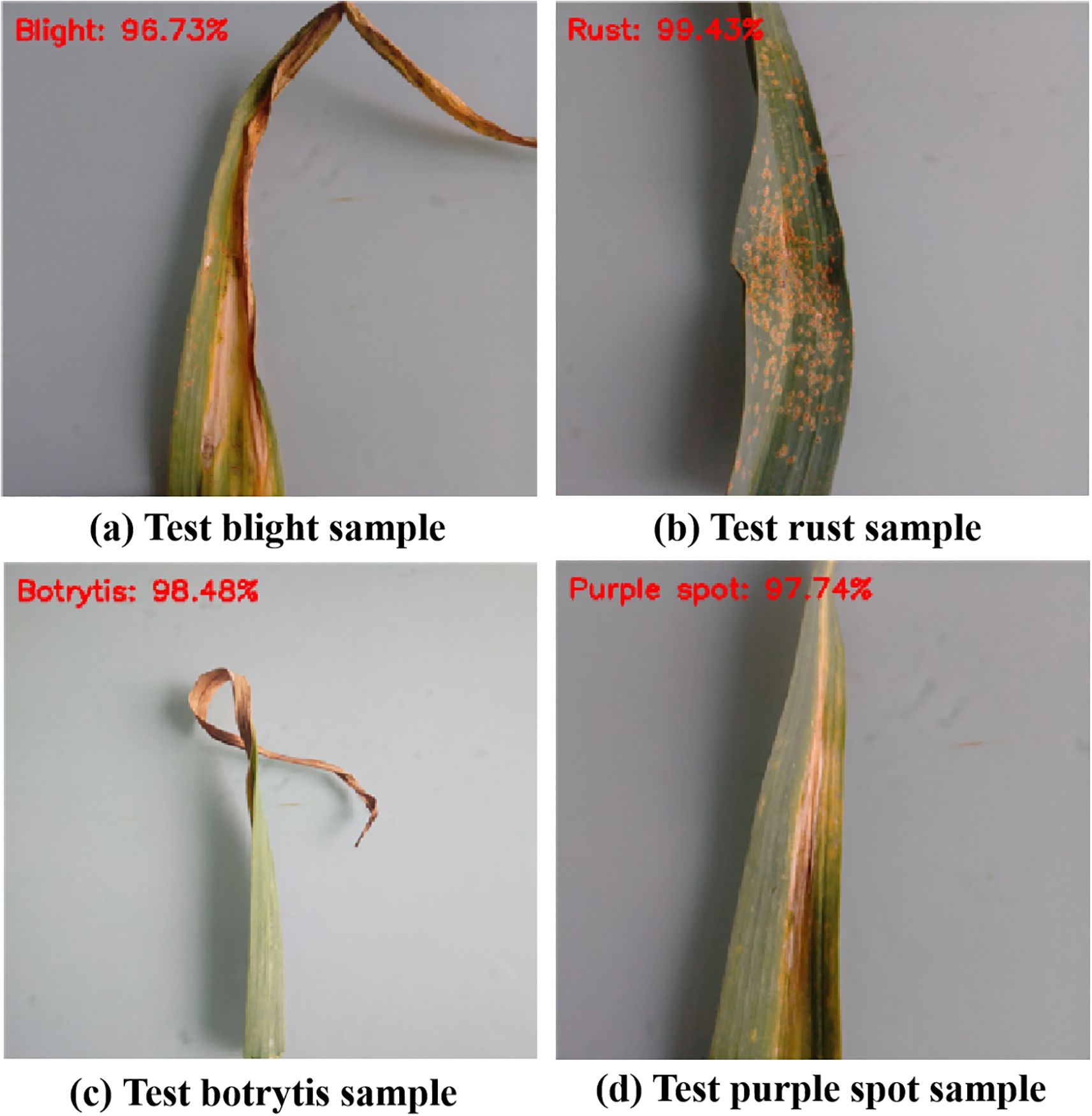 Four images showing different leaf diseases with identification percentages. Image A depicts blight with 96.73% confidence. Image B shows rust at 99.43%. Image C presents botrytis at 98.48%. Image D illustrates purple spot at 97.74%.