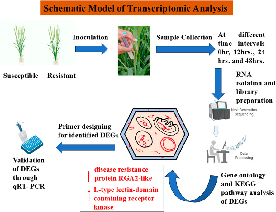 Schematic diagram illustrating a model of transcriptomic analysis. Plants labeled as susceptible and resistant are inoculated. Samples are collected at 0, 12, 24, and 48 hours followed by RNA isolation and library preparation. Next-generation sequencing is conducted, leading to data processing. The gene ontology and KEGG pathway analysis of DEGs are executed. Identified DEGs undergo primer designing, and validation occurs through qRT-PCR. DEGs emphasized include disease resistance protein RGA2-like and L-type lectin-domain containing receptor kinase.