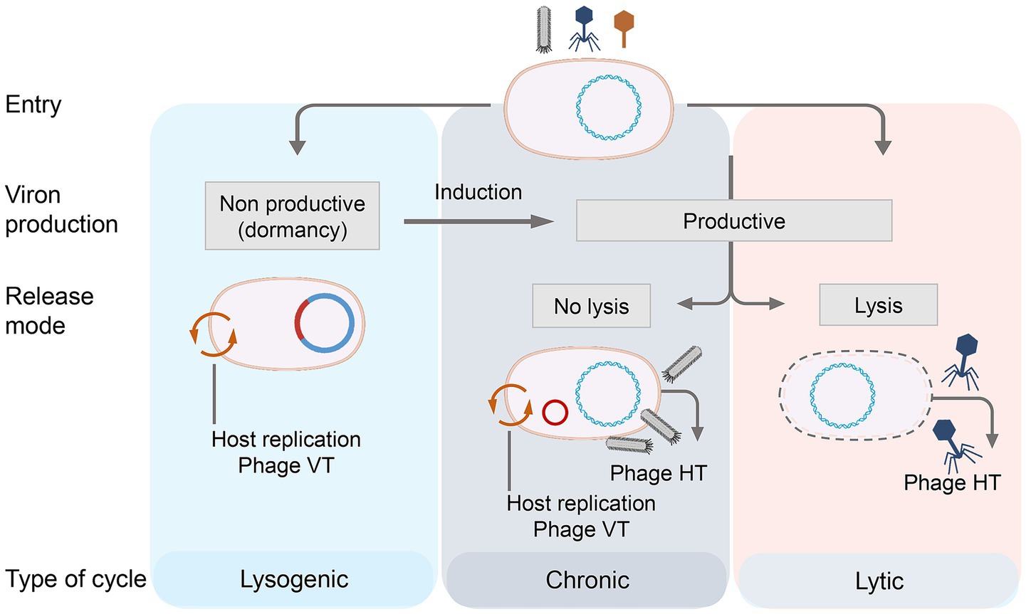 Diagram illustrating bacteriophage life cycles: lysogenic, chronic, and lytic. The lysogenic cycle involves dormancy with no viron production. The chronic cycle is productive without lysis, showing continuous phage release. The lytic cycle leads to host cell lysis, releasing phages. Each cycle depicts viral entry, viron production, and release mode.