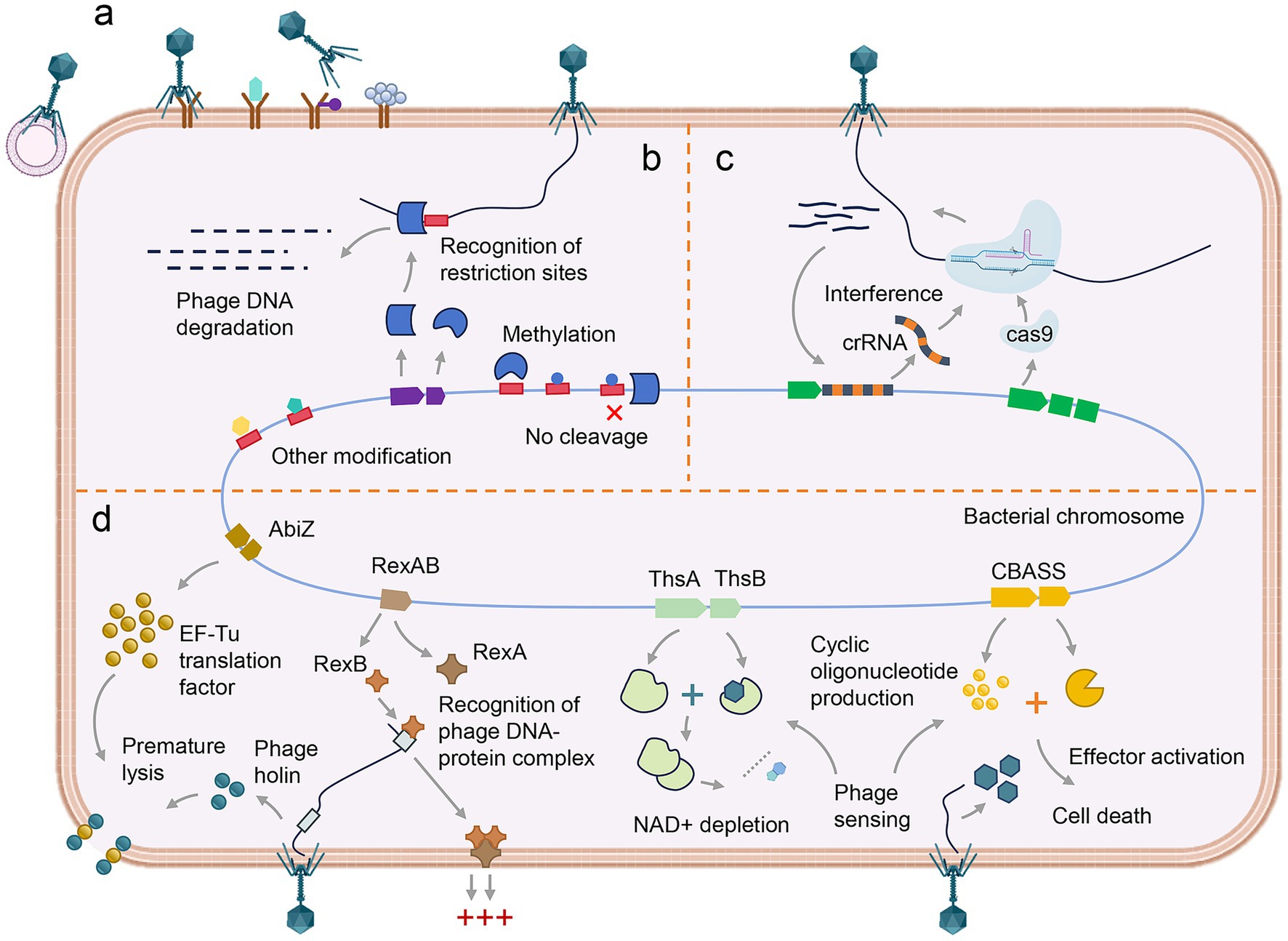 Diagram illustrating bacterial defense mechanisms against phage infection. Section a shows phage DNA degradation and restriction sites. Section b details methylation and DNA modification preventing cleavage. Section c involves CRISPR-Cas9 interference with crRNA. Section d depicts various bacterial responses, including AbiZ, RexAB actions, and CBASS system, leading to cycle disruption, phage sensing, effector activation, and cell death.