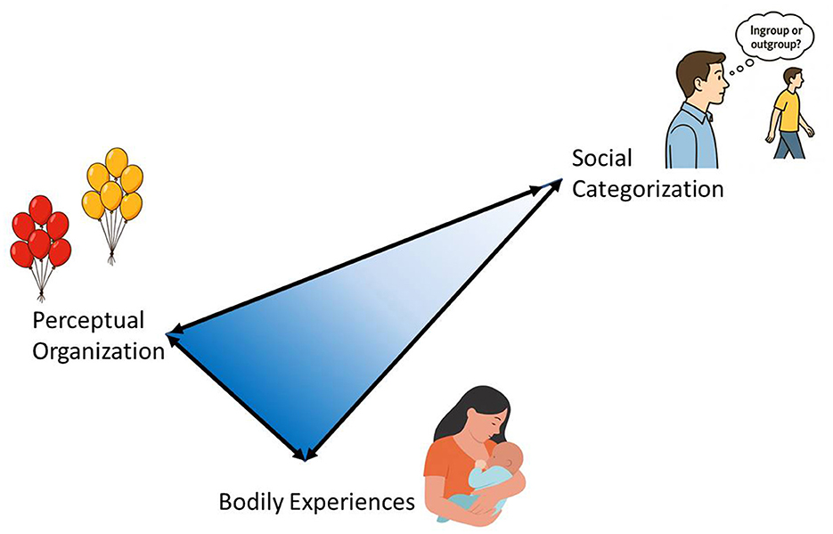 Diagram illustrating three interconnected concepts: perceptual organization, represented by balloons; bodily experiences, depicted by a person holding a baby; and social categorization, shown with two people, one thinking “Ingroup or outgroup?” Bidirectional arrows connect the concepts, forming a triangular relationship.